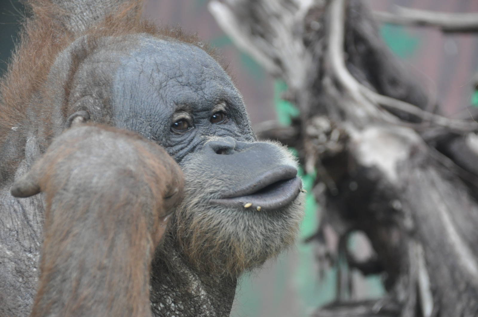 Sumatran orangutan/ Pongo pygmaeus abelii