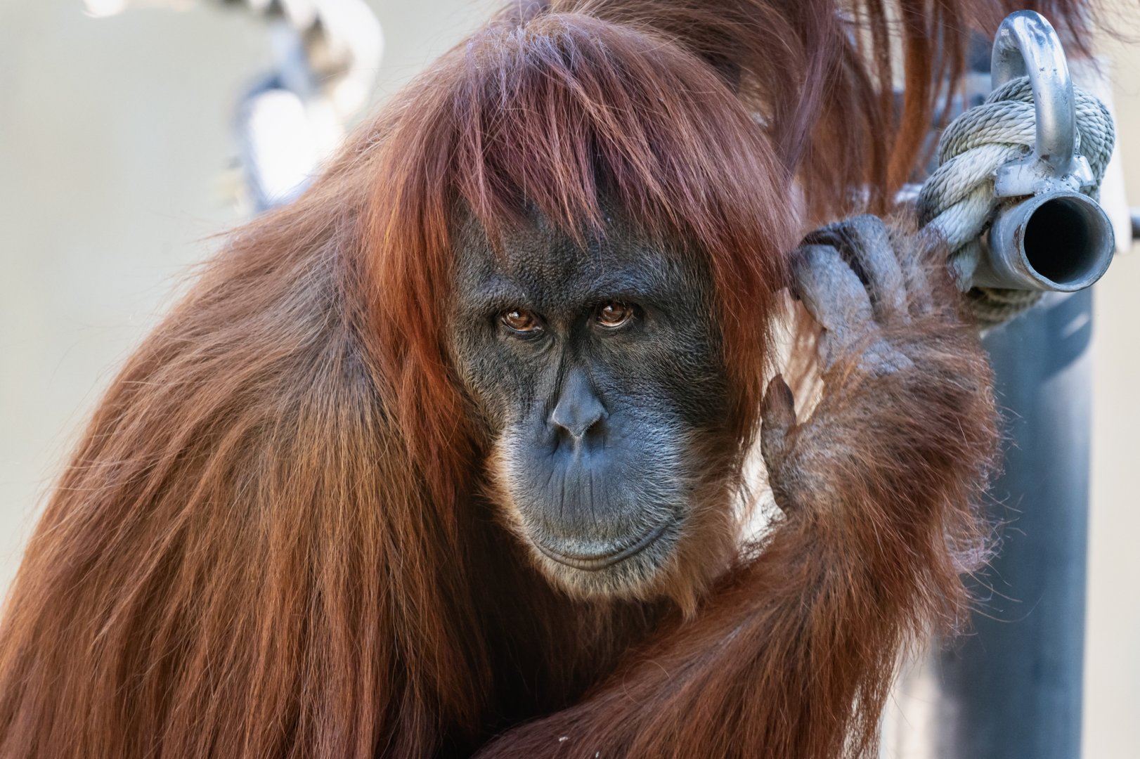 Sumatran orangutan 'Pulang'