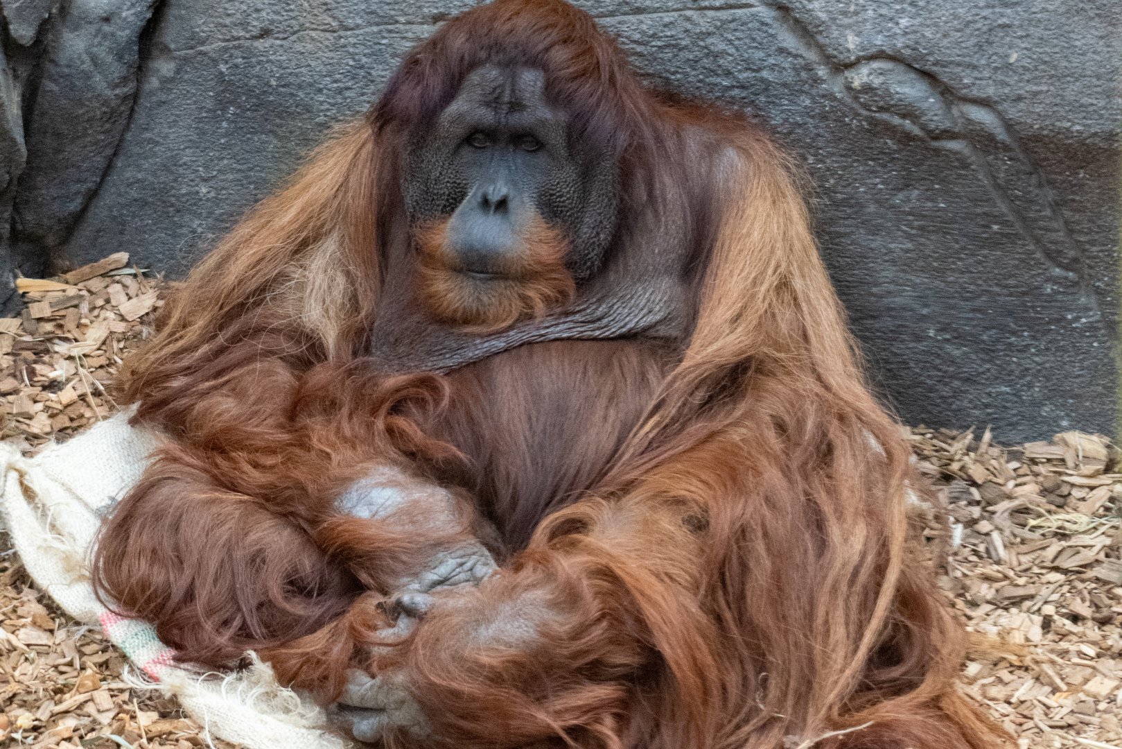 Sumatran Orangutan - Puluh
