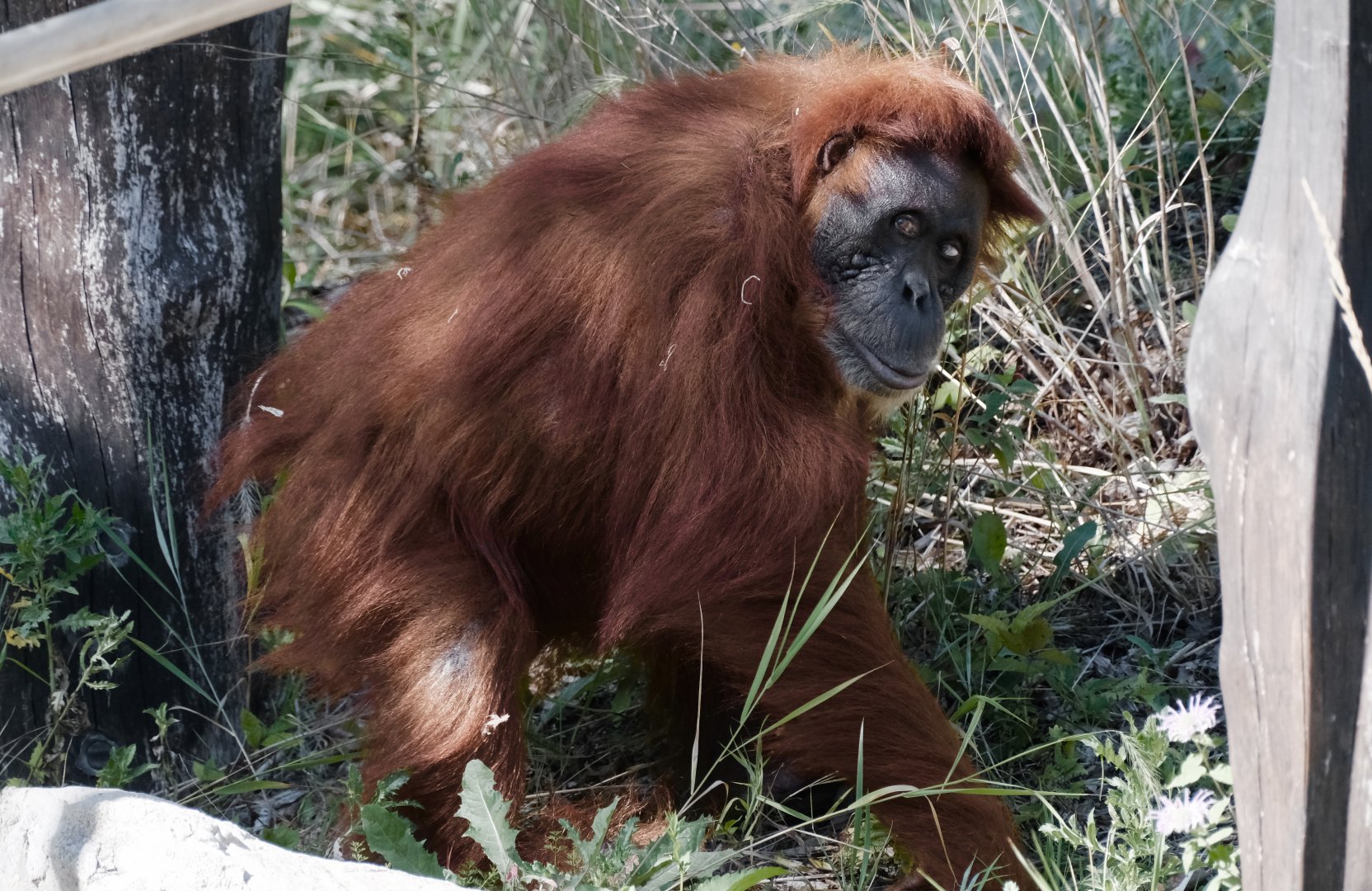 Sumatran orangutan, Puppe (f) - August 18, 2025