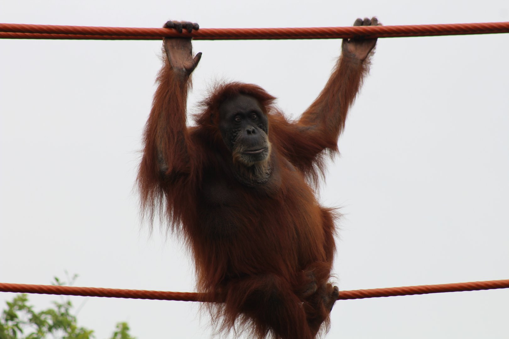 Sumatran Orangutan - Puppe