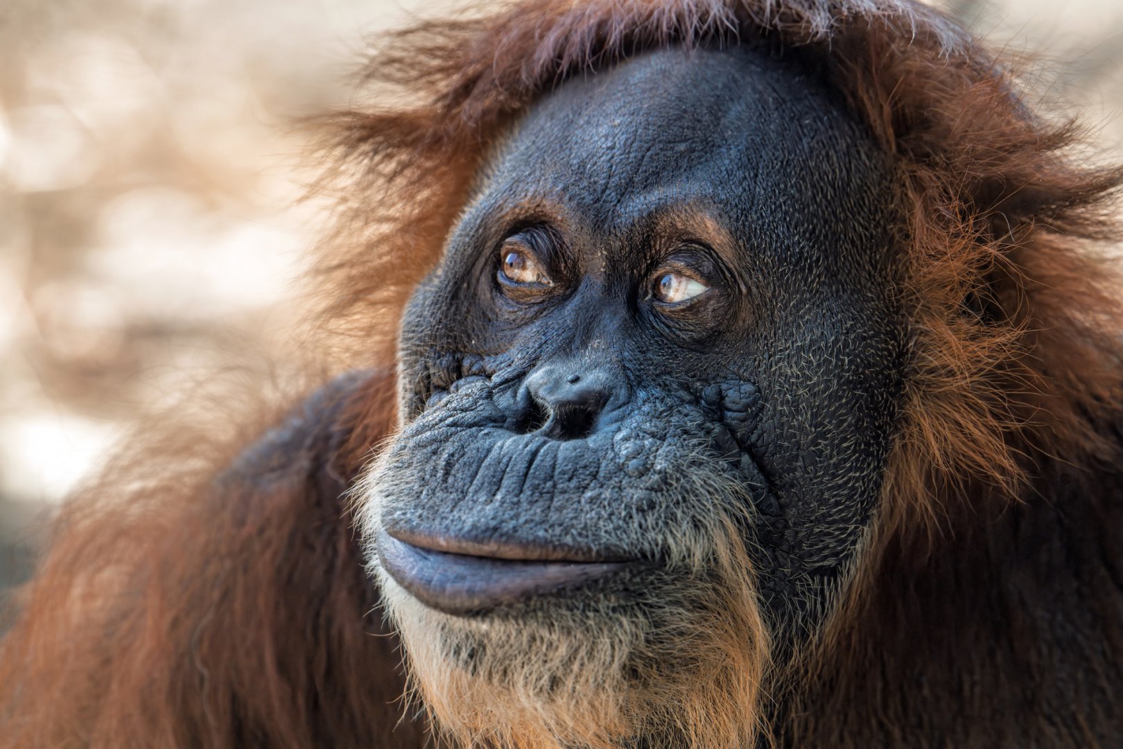 Sumatran orangutan, Puppe