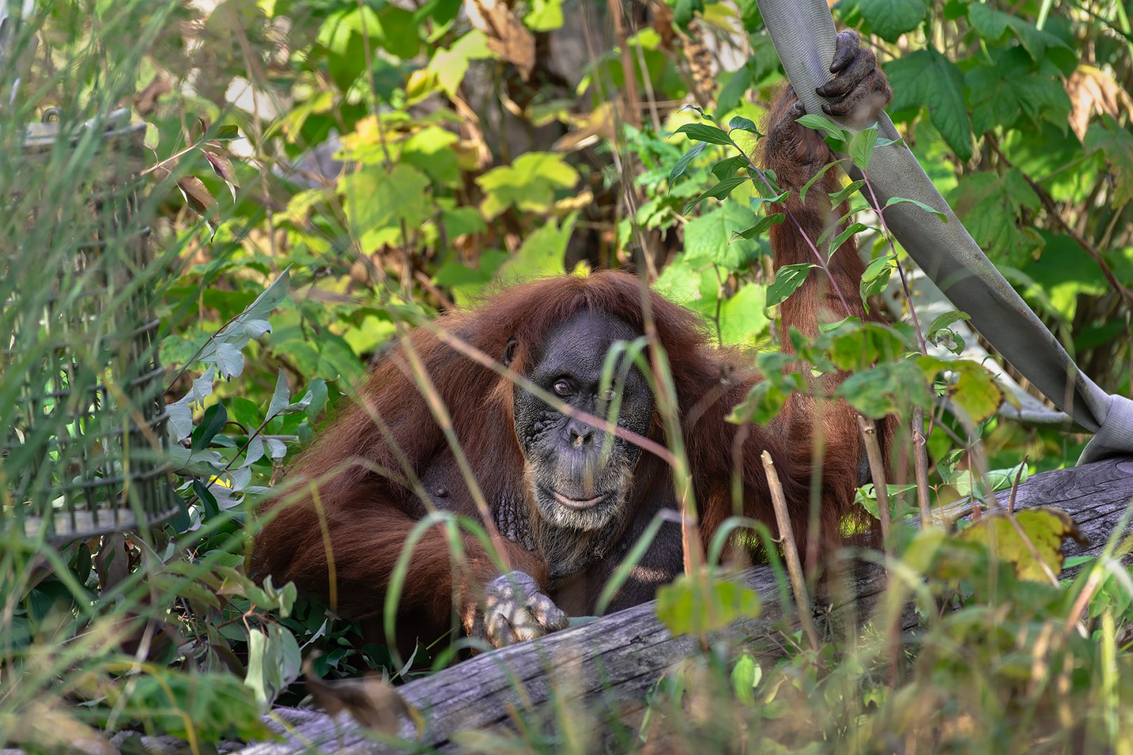 Sumatran orangutan, Puppe