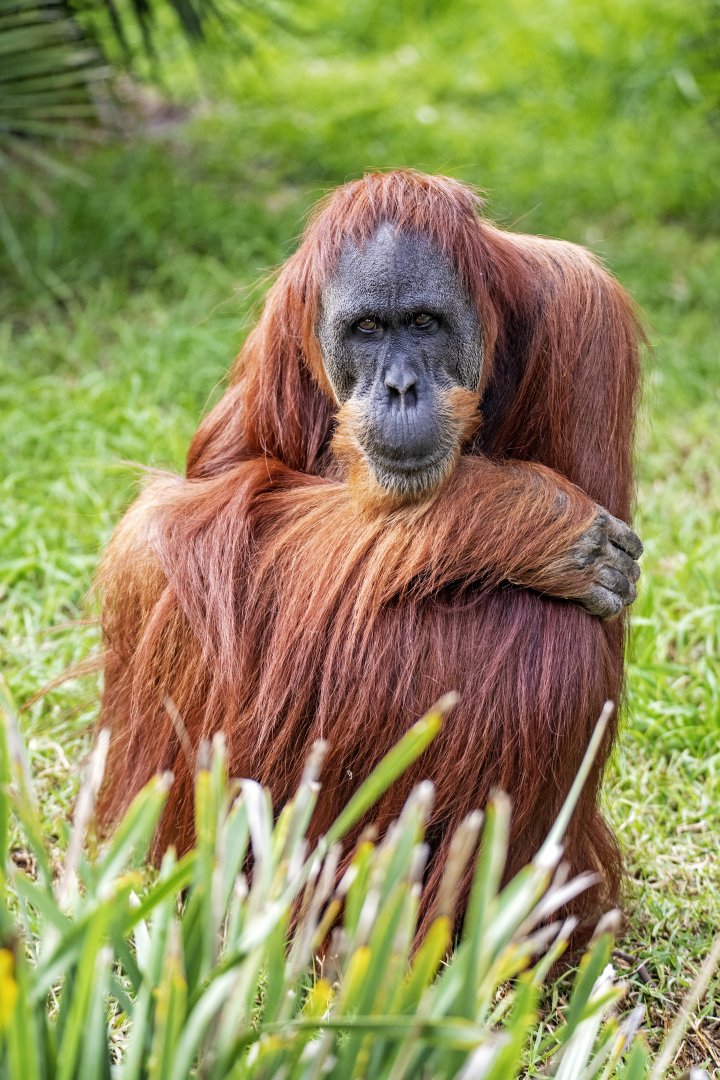 Sumatran orangutan 'Puspa'