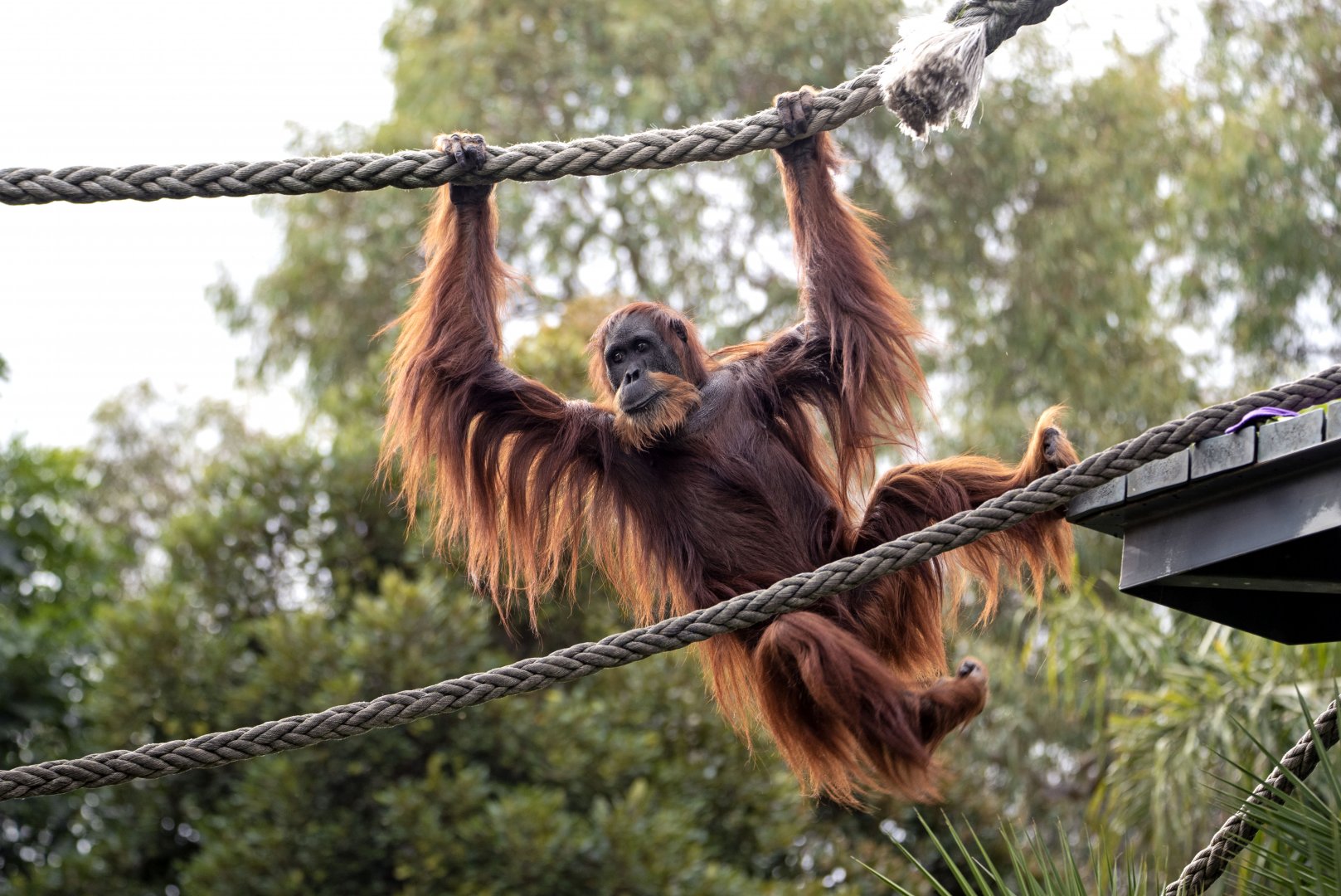 Sumatran orangutan 'Puspa'
