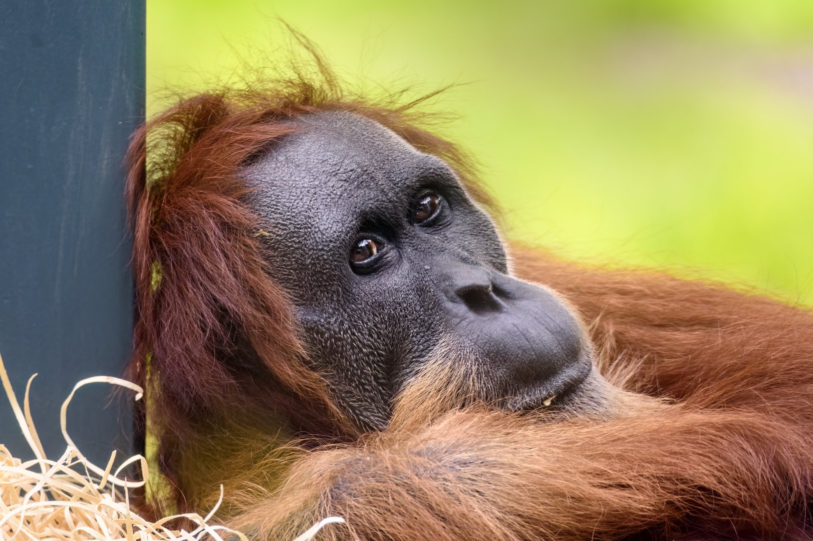 Sumatran orangutan 'Puspa'