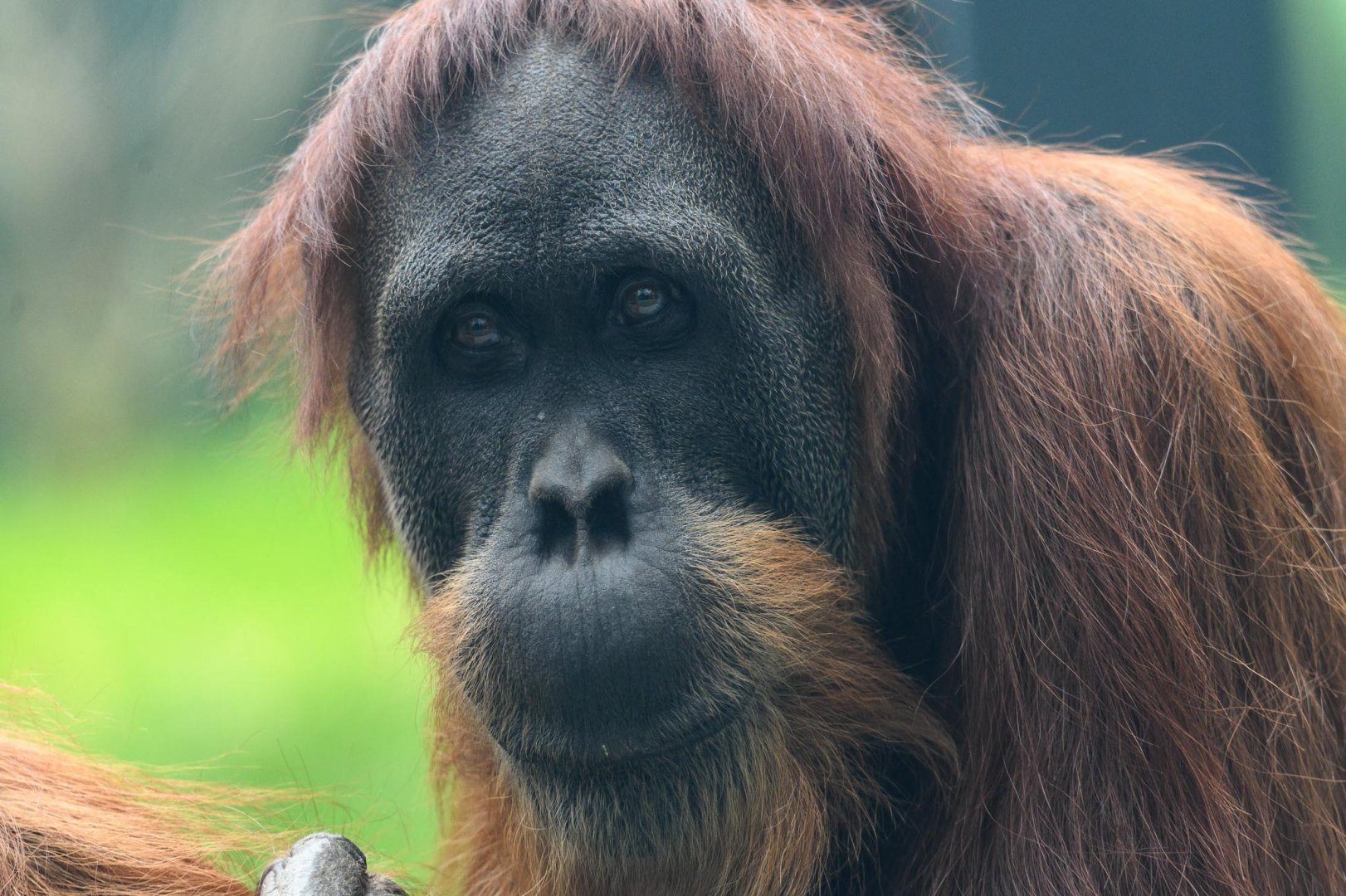 Sumatran orangutan 'Puspa'