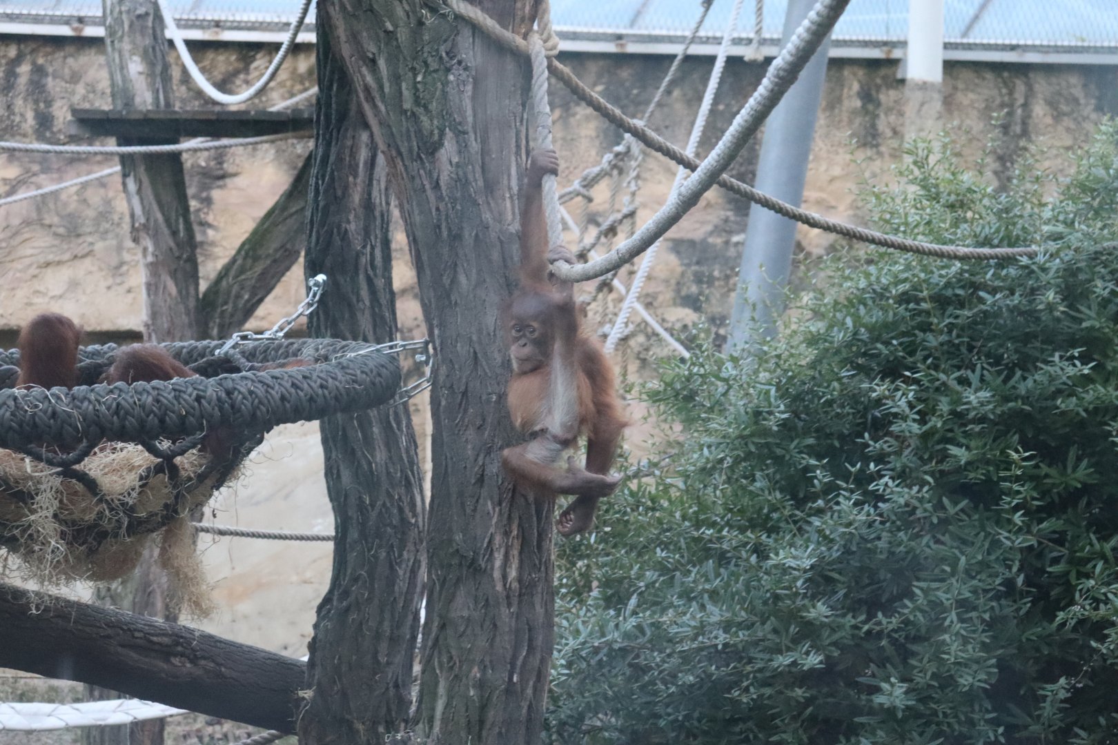 Sumatran orangutan Pustakawan (Kawi for short)