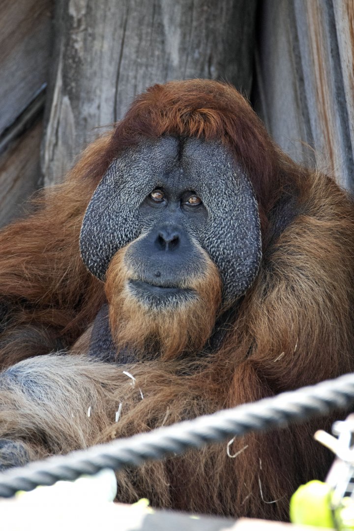Sumatran orangutan 'Santan'