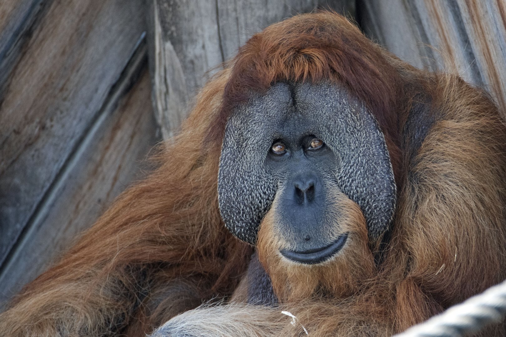 Sumatran orangutan 'Santan'