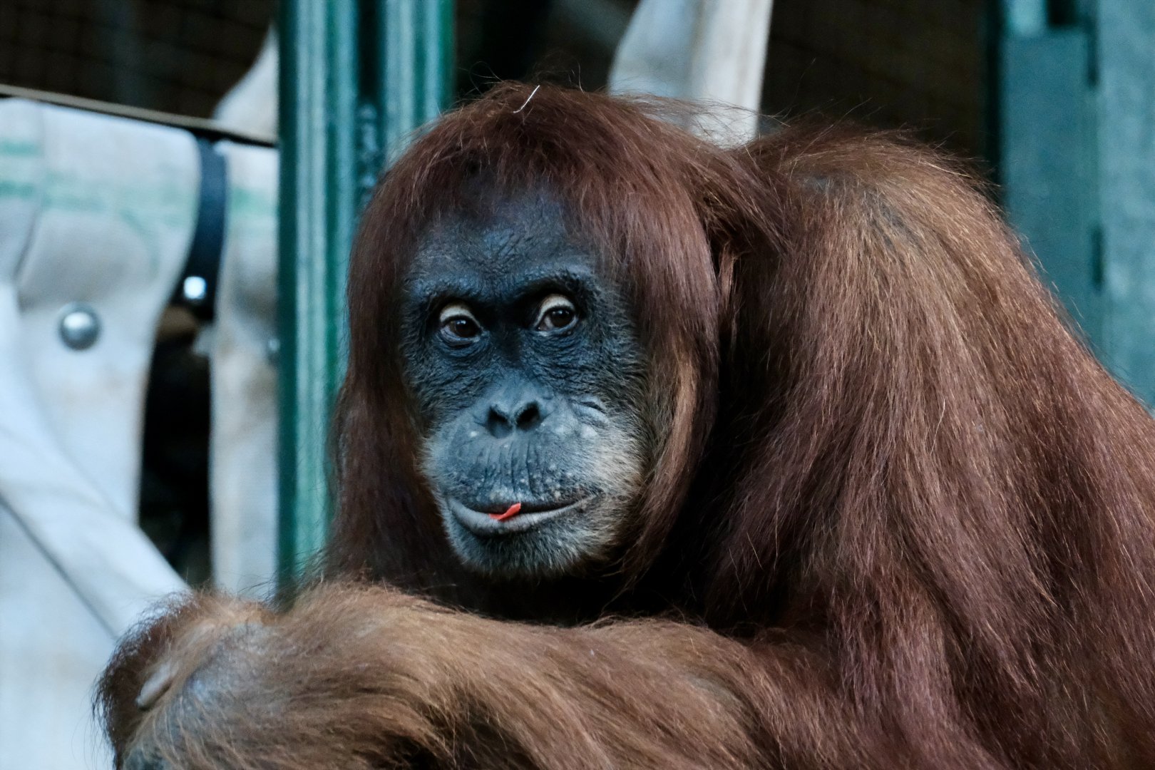 Sumatran orangutan, Sekali (f) - August 29, 2025