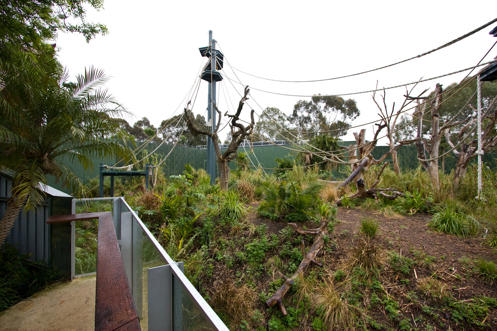 Sumatran Orangutan - Sep 2008