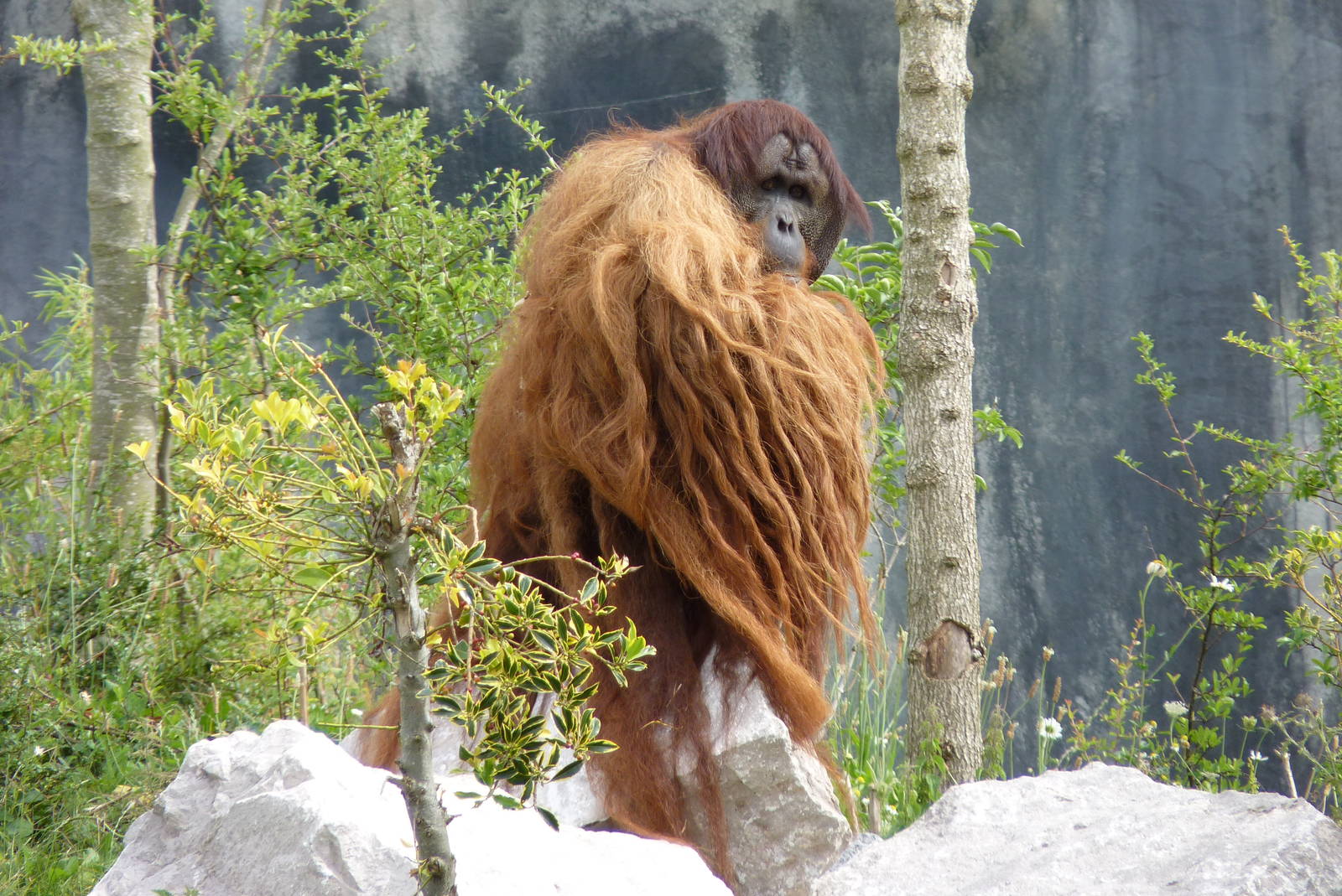 Sumatran Orangutan, September 2016