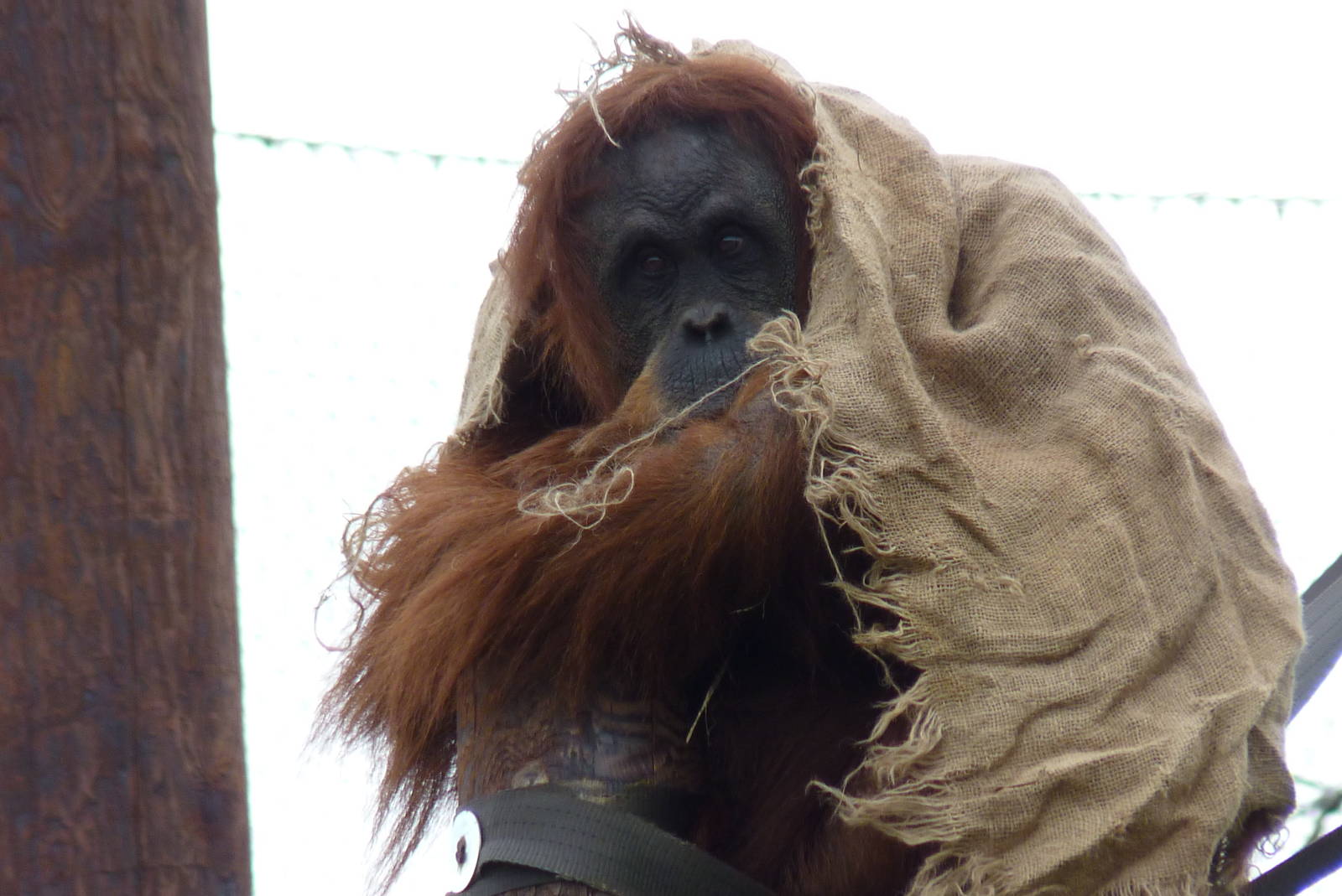 Sumatran Orangutan, September 2016