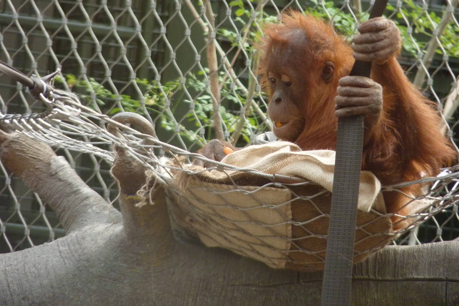 Sumatran Orangutan, September 2016