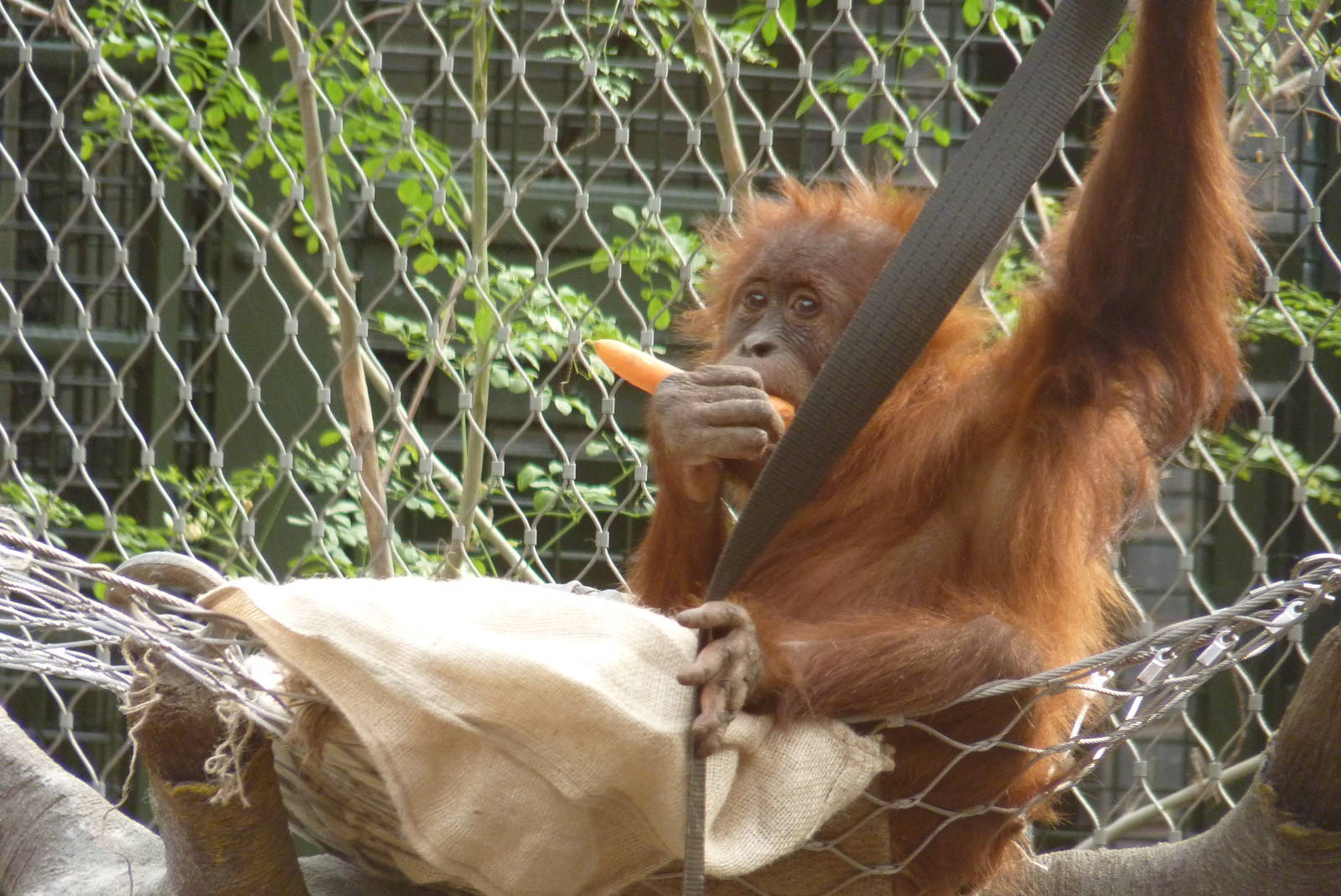 Sumatran Orangutan, September 2016