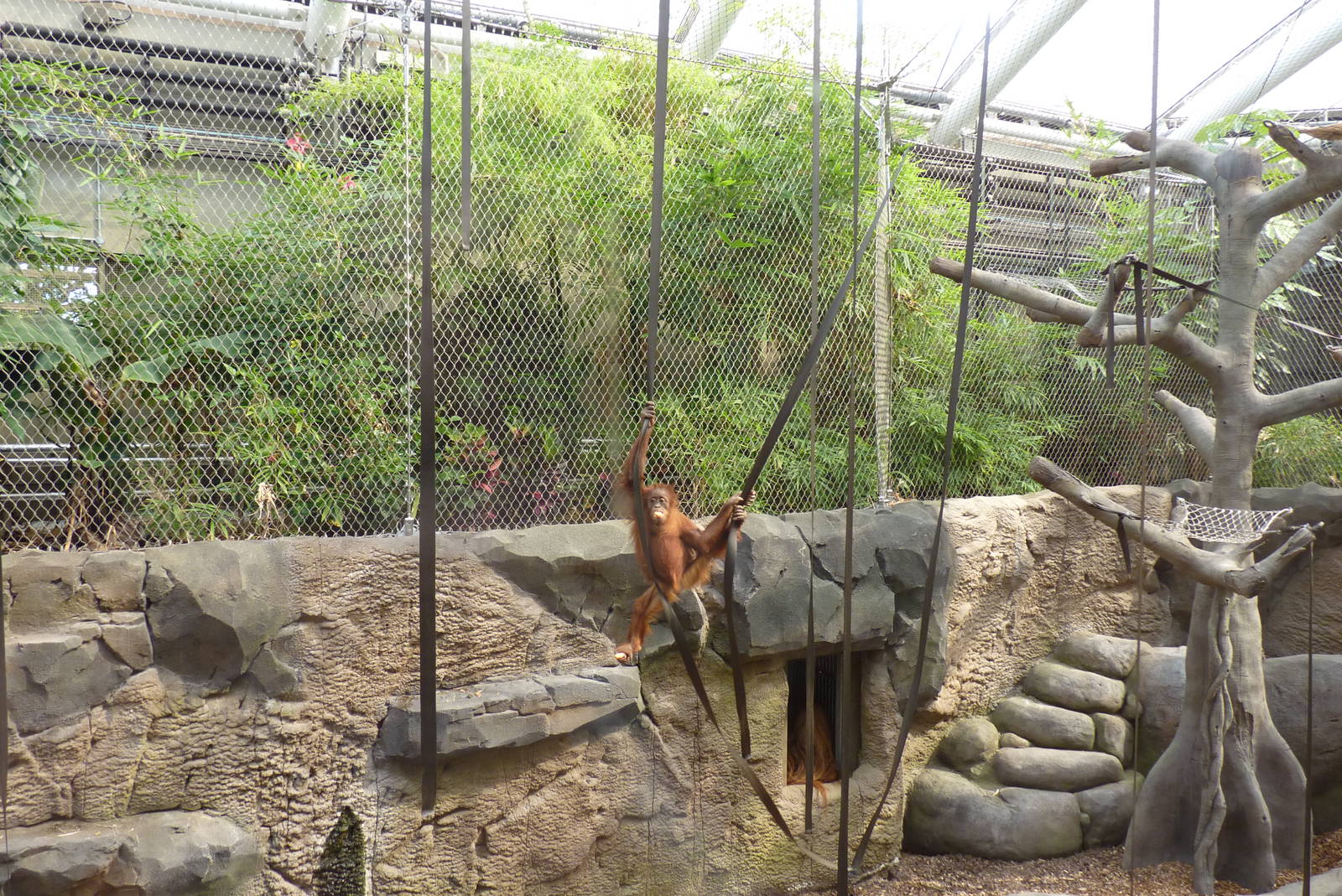 Sumatran Orangutan, September 2016