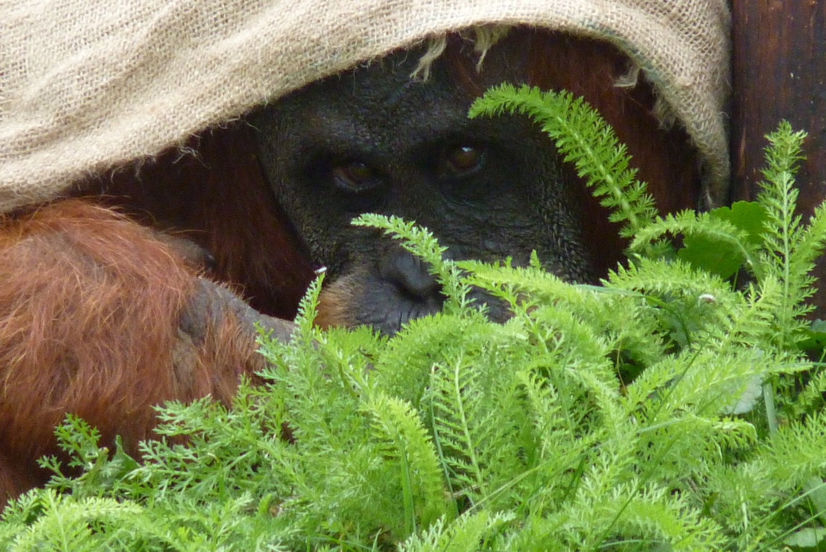 Sumatran Orangutan, September 2017
