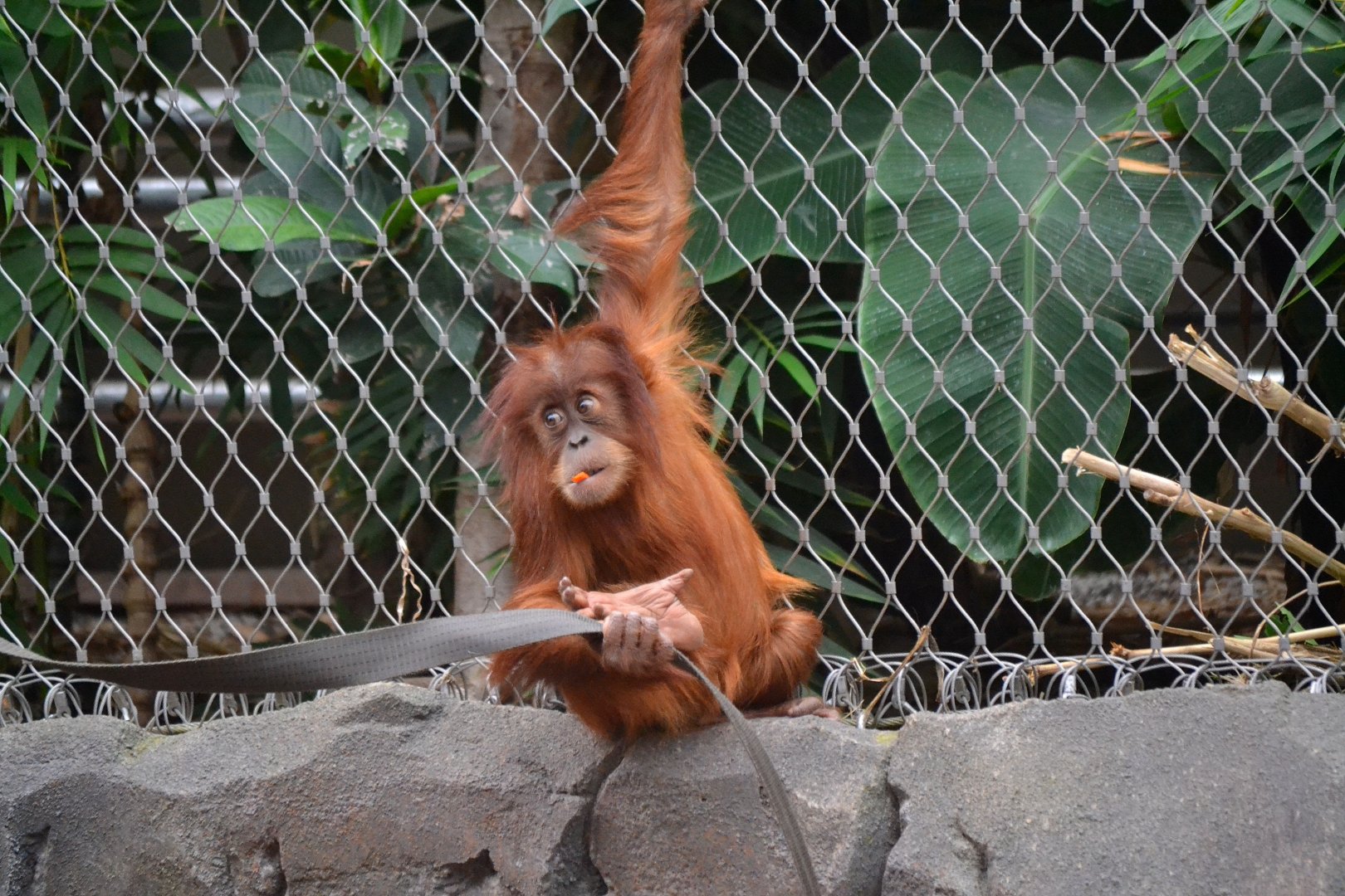 Sumatran Orangutan - September 2017