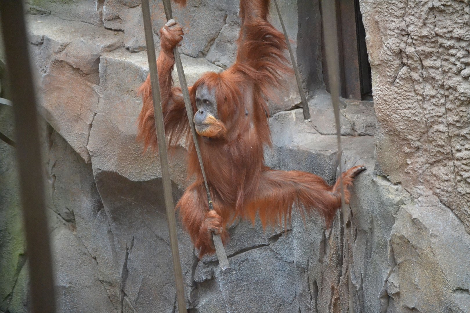 Sumatran Orangutan - September 2017