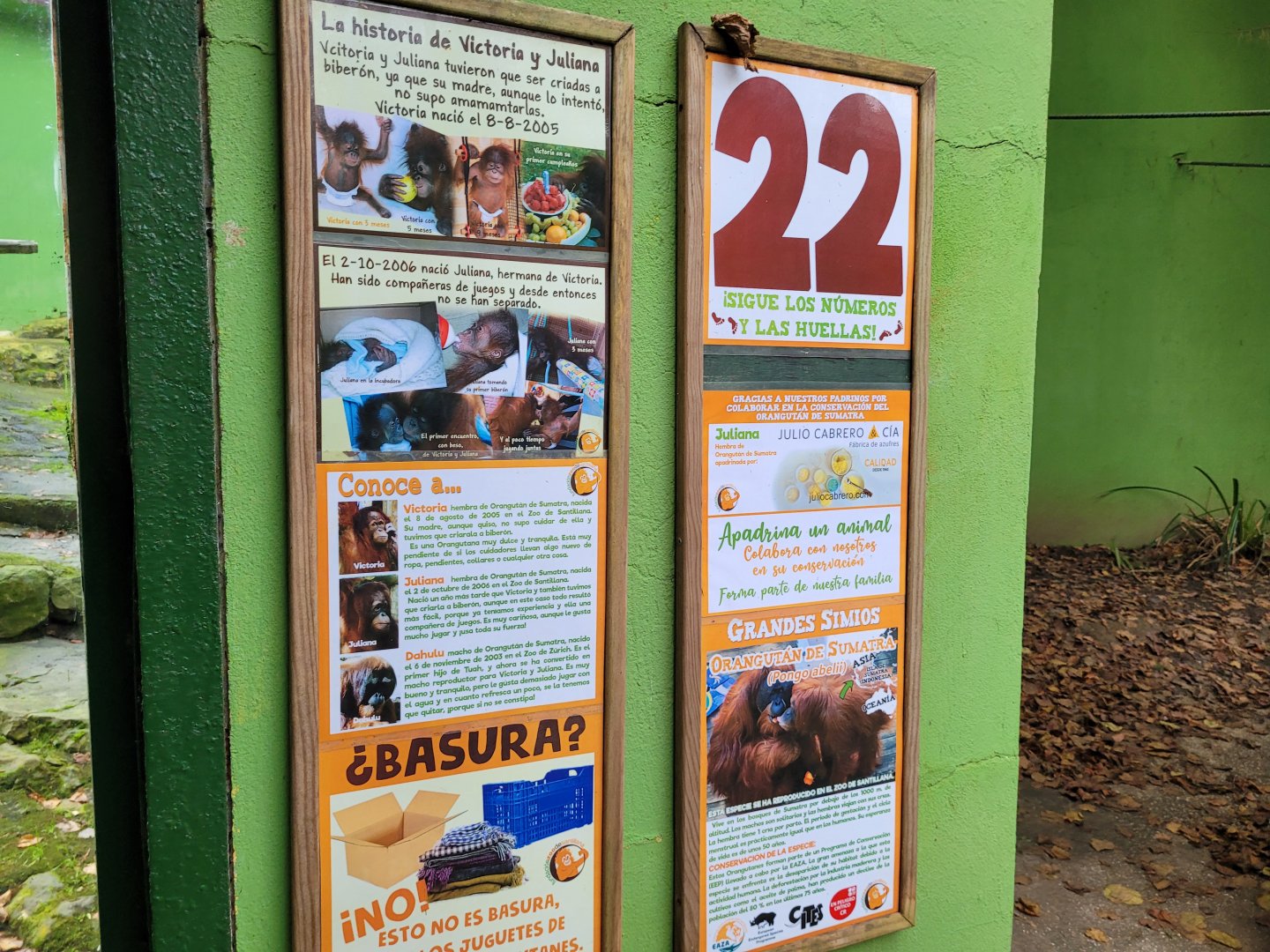 Sumatran orangutan signae -Zoo de Santillana del Mar (2023)