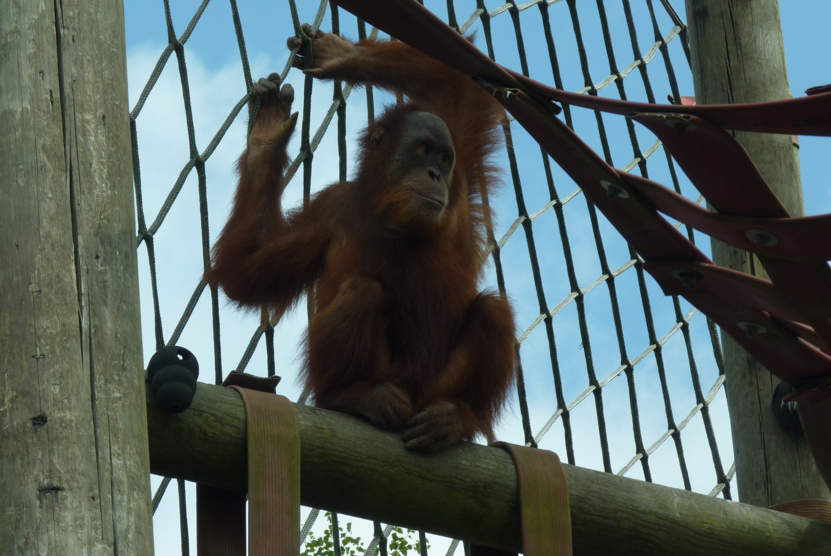 Sumatran Orangutan, Silvestre. July 2017