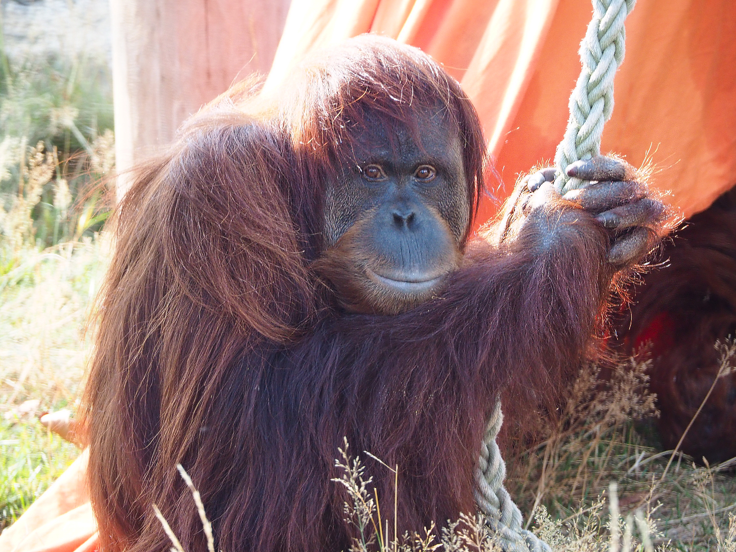 Sumatran orangutan Sinta, 2020-09-02