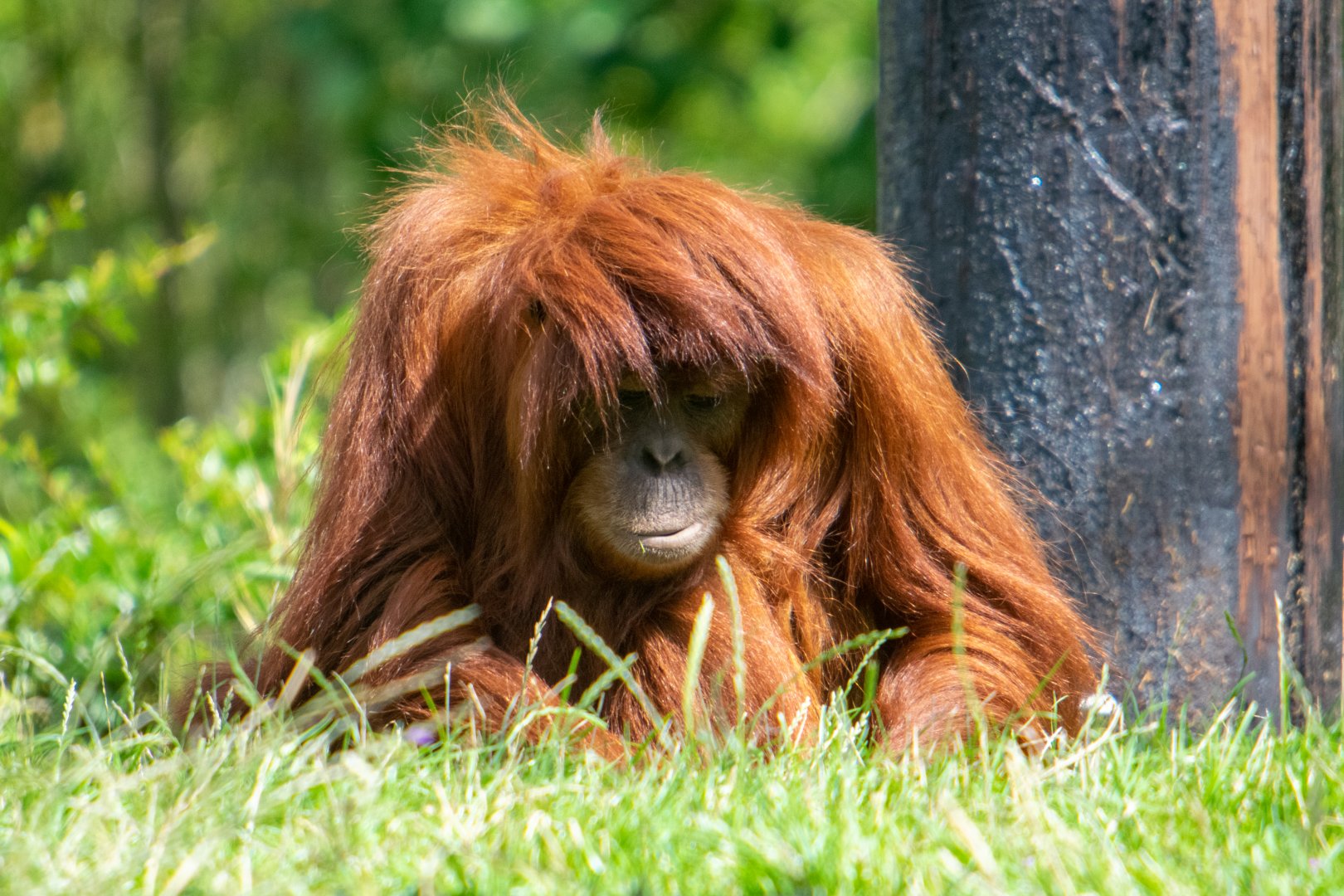 Sumatran Orangutan - Siska