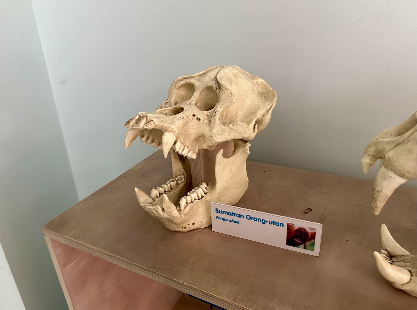 Sumatran Orangutan (Skull)