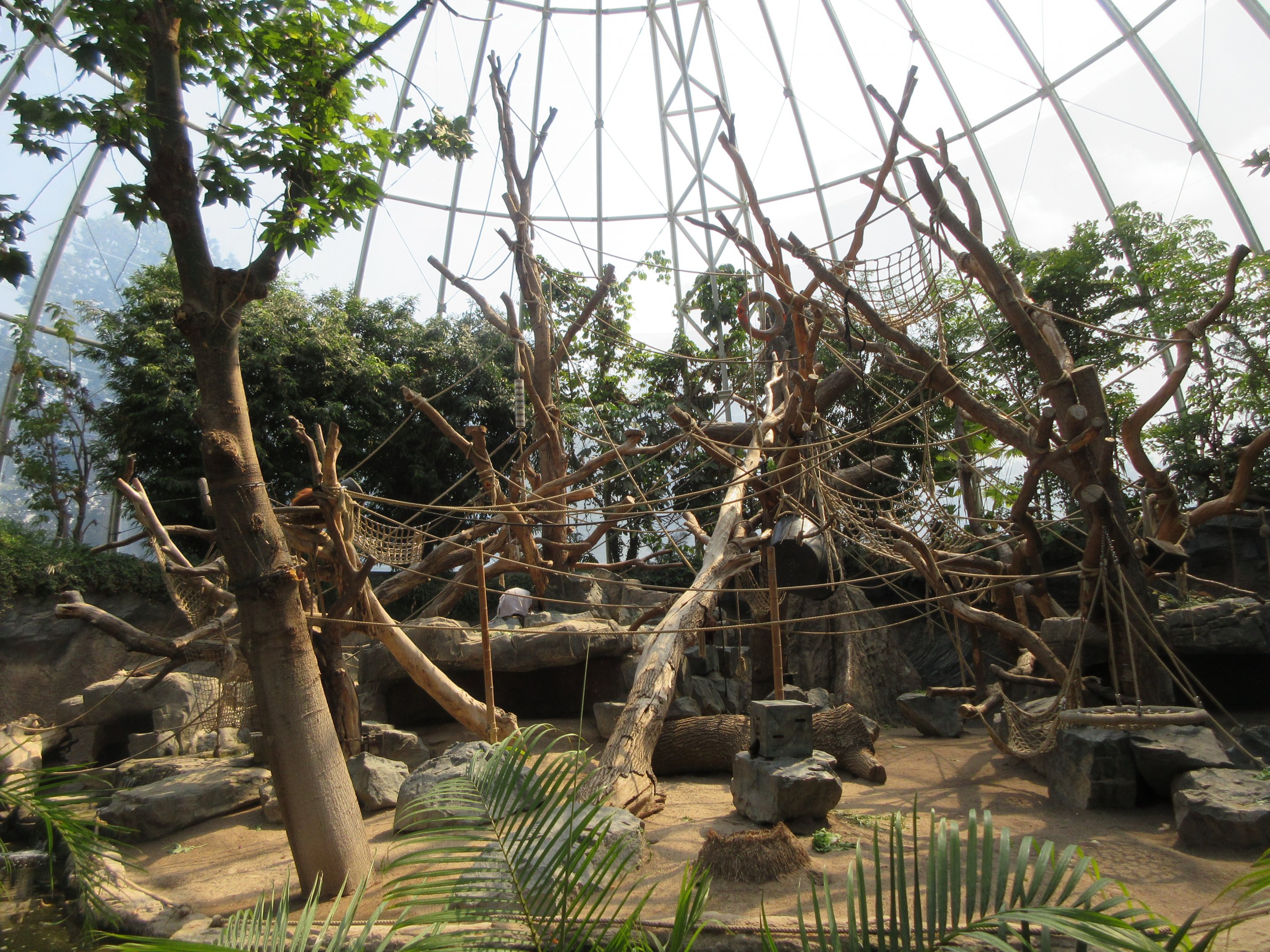 Sumatran Orangutan/Small-clawed Otter Exhibit