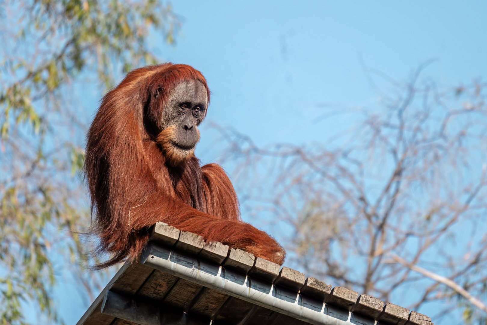 Sumatran orangutan 'Sungai'