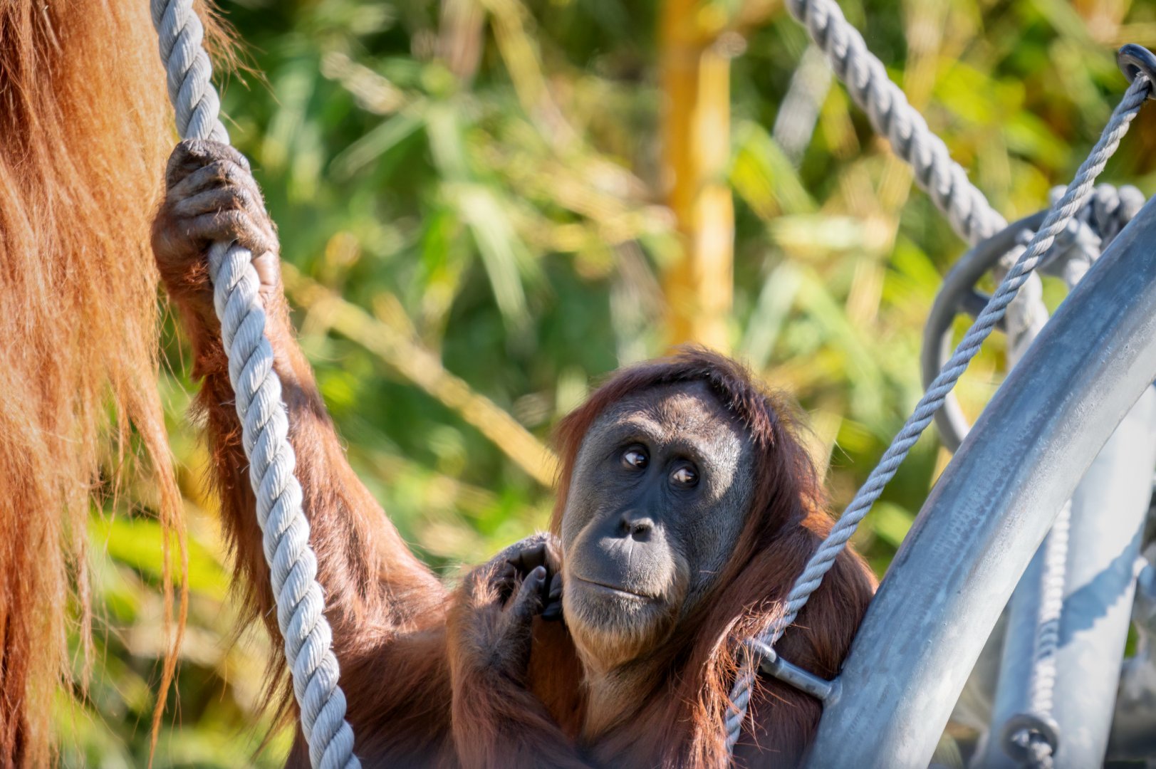 Sumatran orangutan 'Teliti'