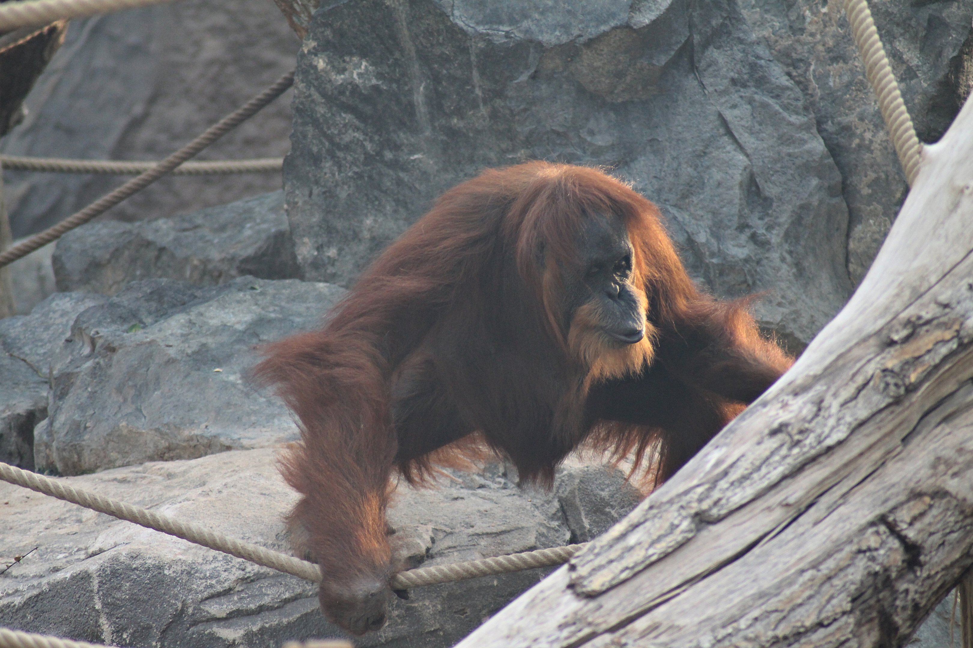 Sumatran orangutan - Tierpark Hagenbeck