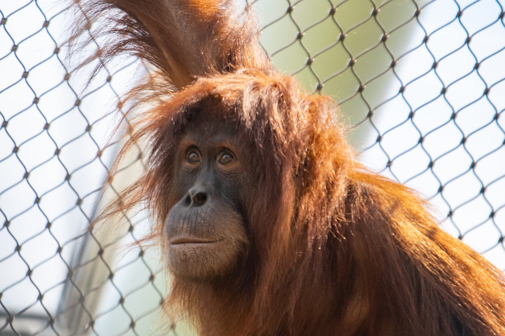 Sumatran Orangutan - Tuti
