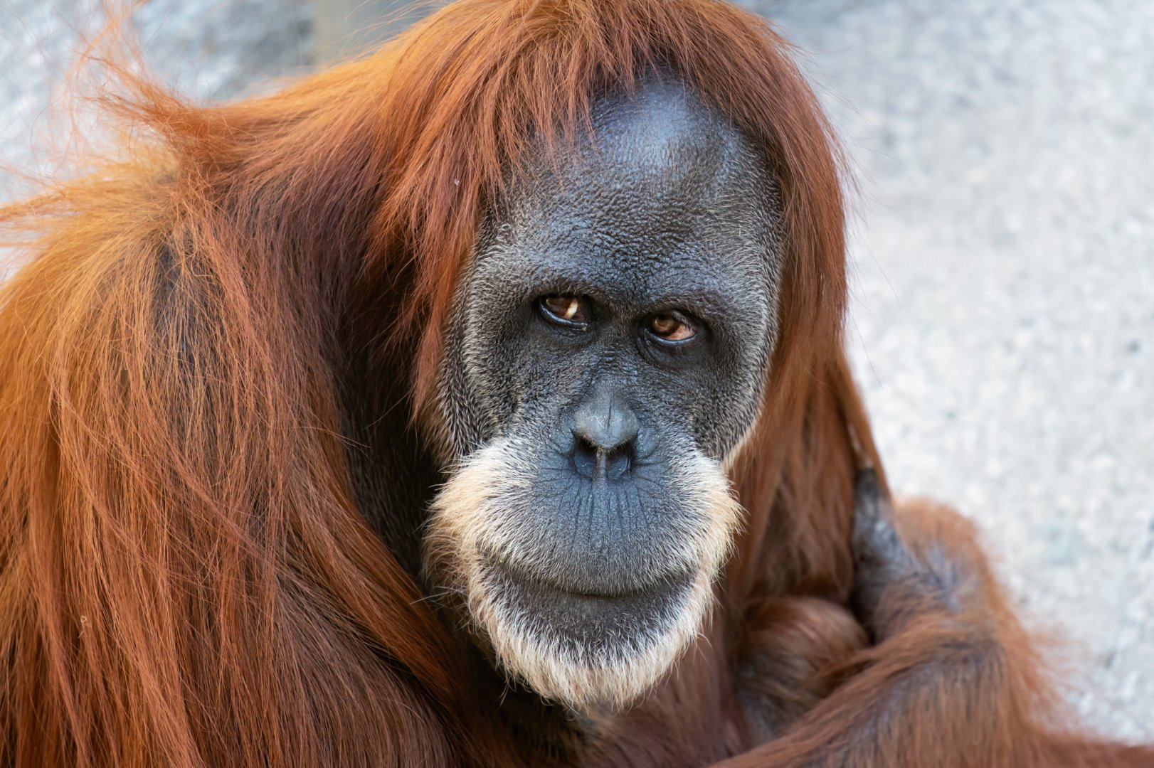 Sumatran orangutan 'Utama'