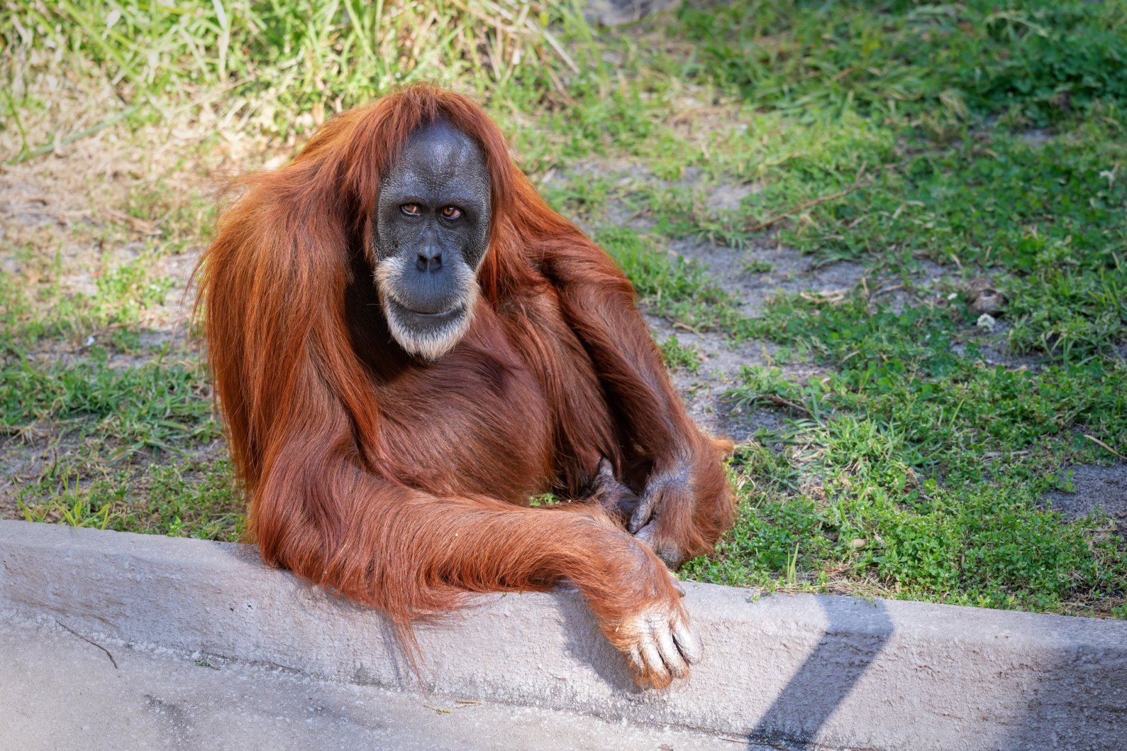 Sumatran orangutan 'Utama'