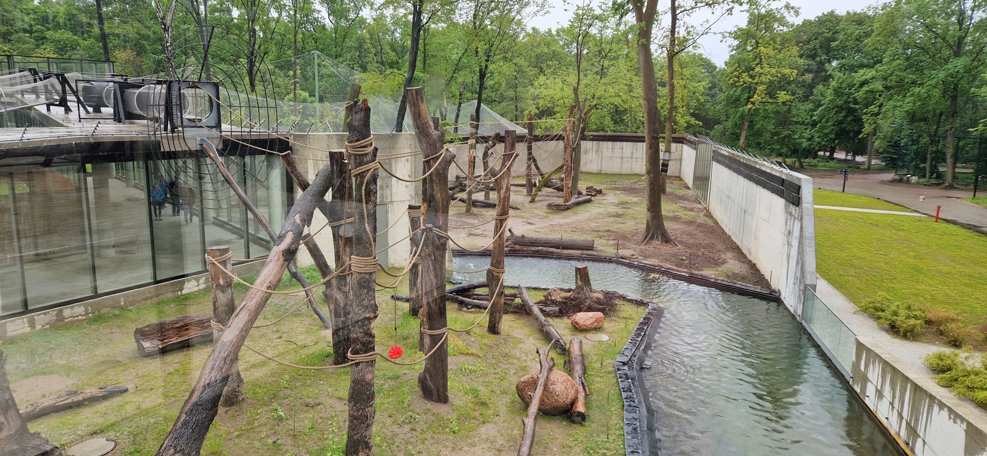 Sumatran Orangutan/ Visian Warty Pigs