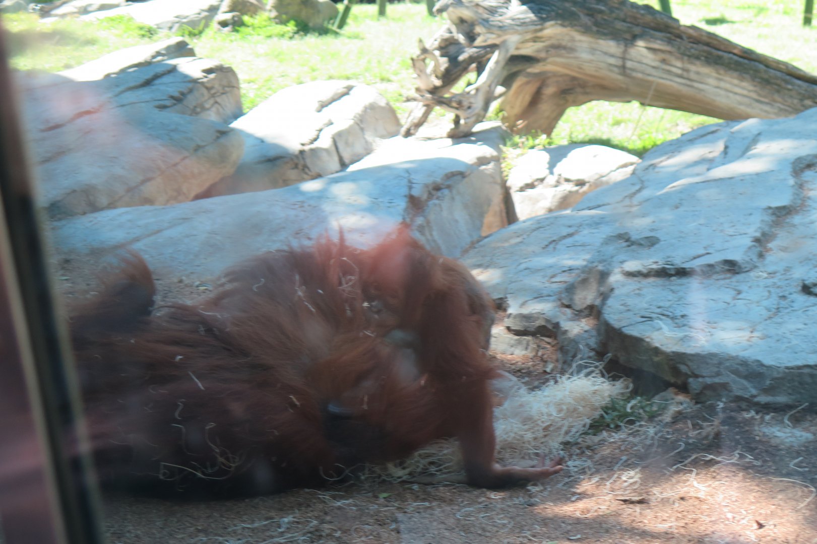 Sumatran Orangutan with Baby(8/23/2024)