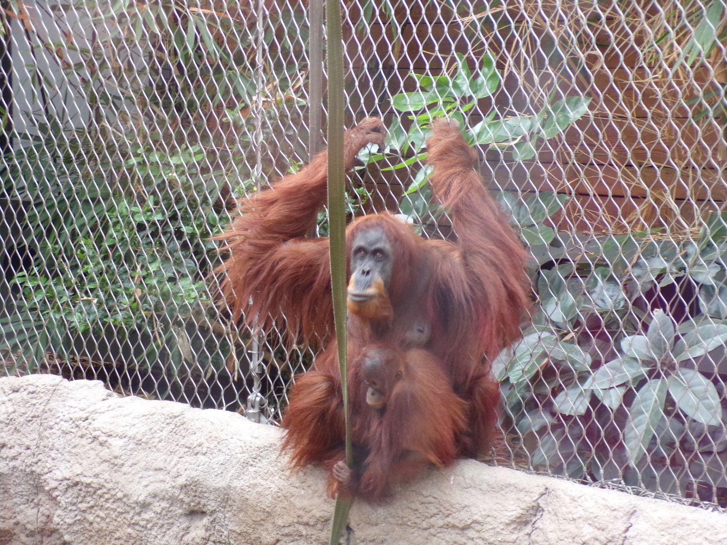 Sumatran orangutan with young 29.6.24