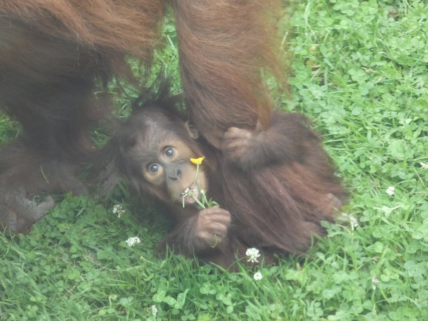 Sumatran Orangutan young