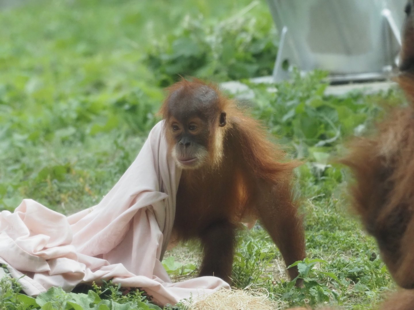 Sumatran Orangutan Youngster 1