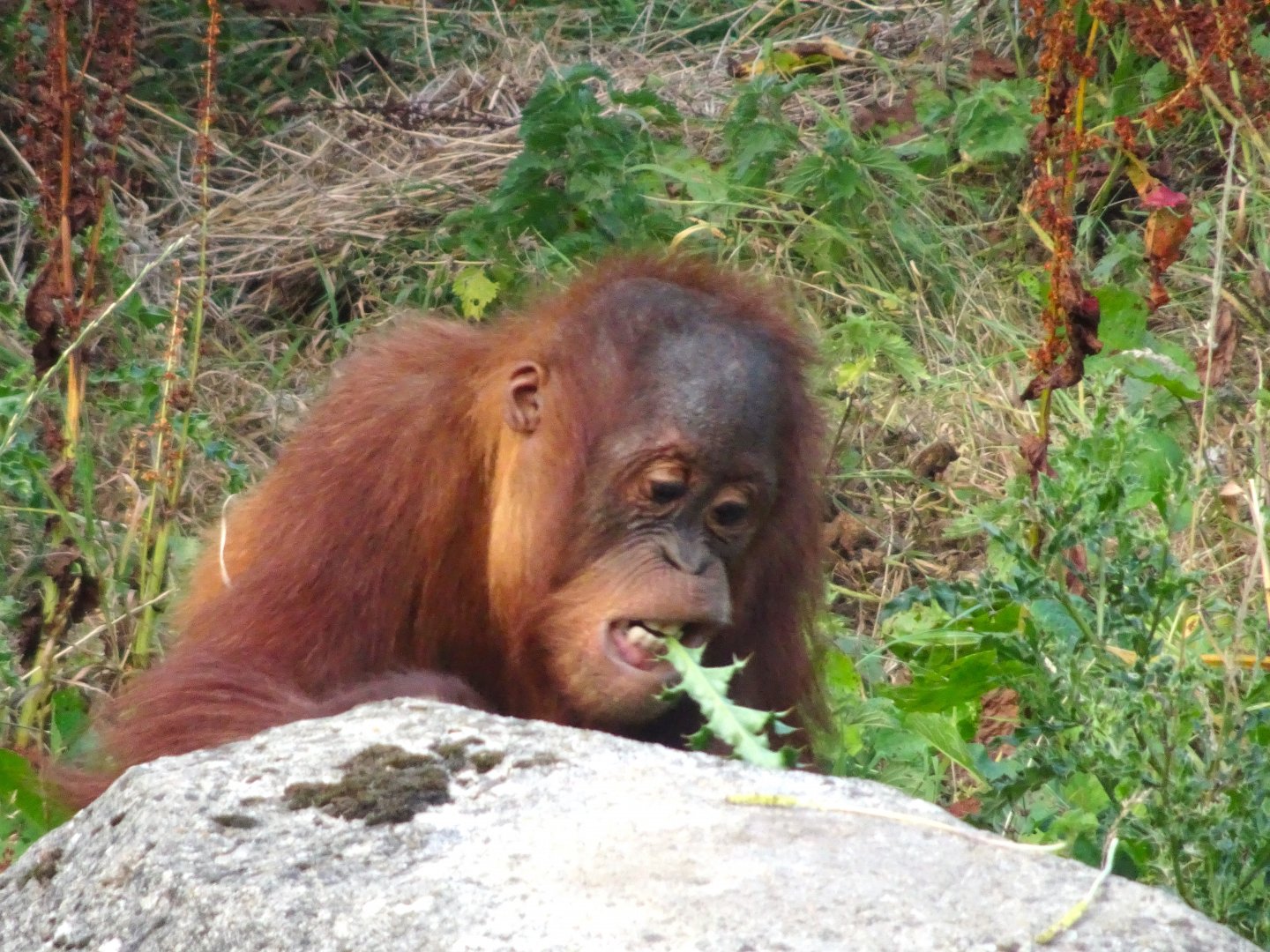 Sumatran Orangutan youngster 16 August 2025