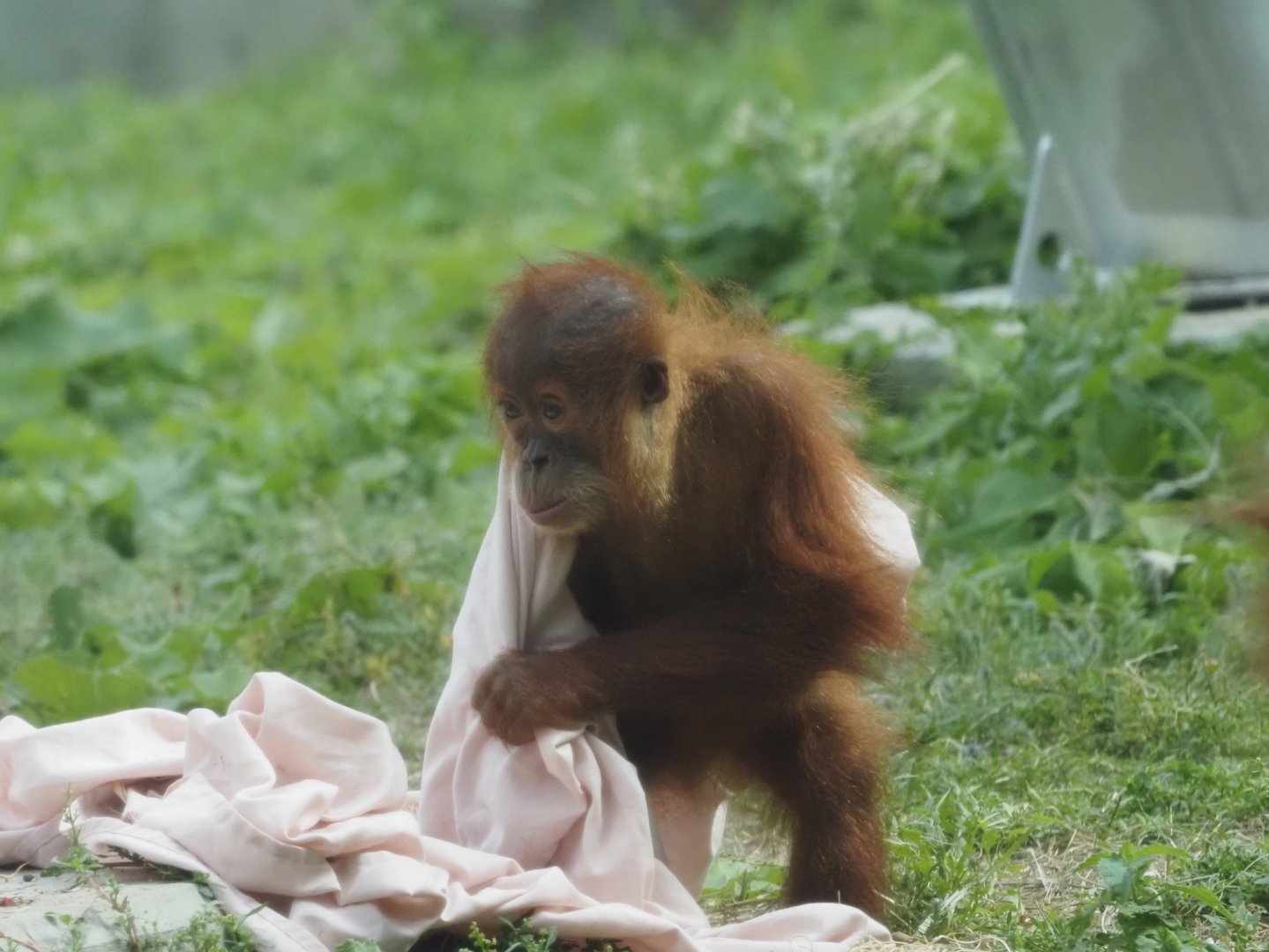 Sumatran Orangutan Youngster 2