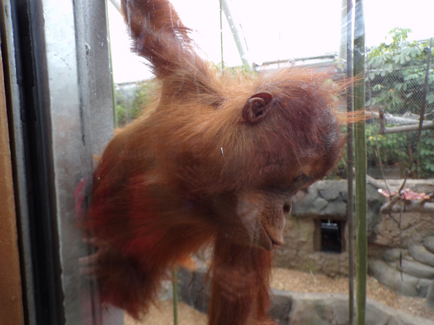Sumatran orangutan youngster 29.6.24