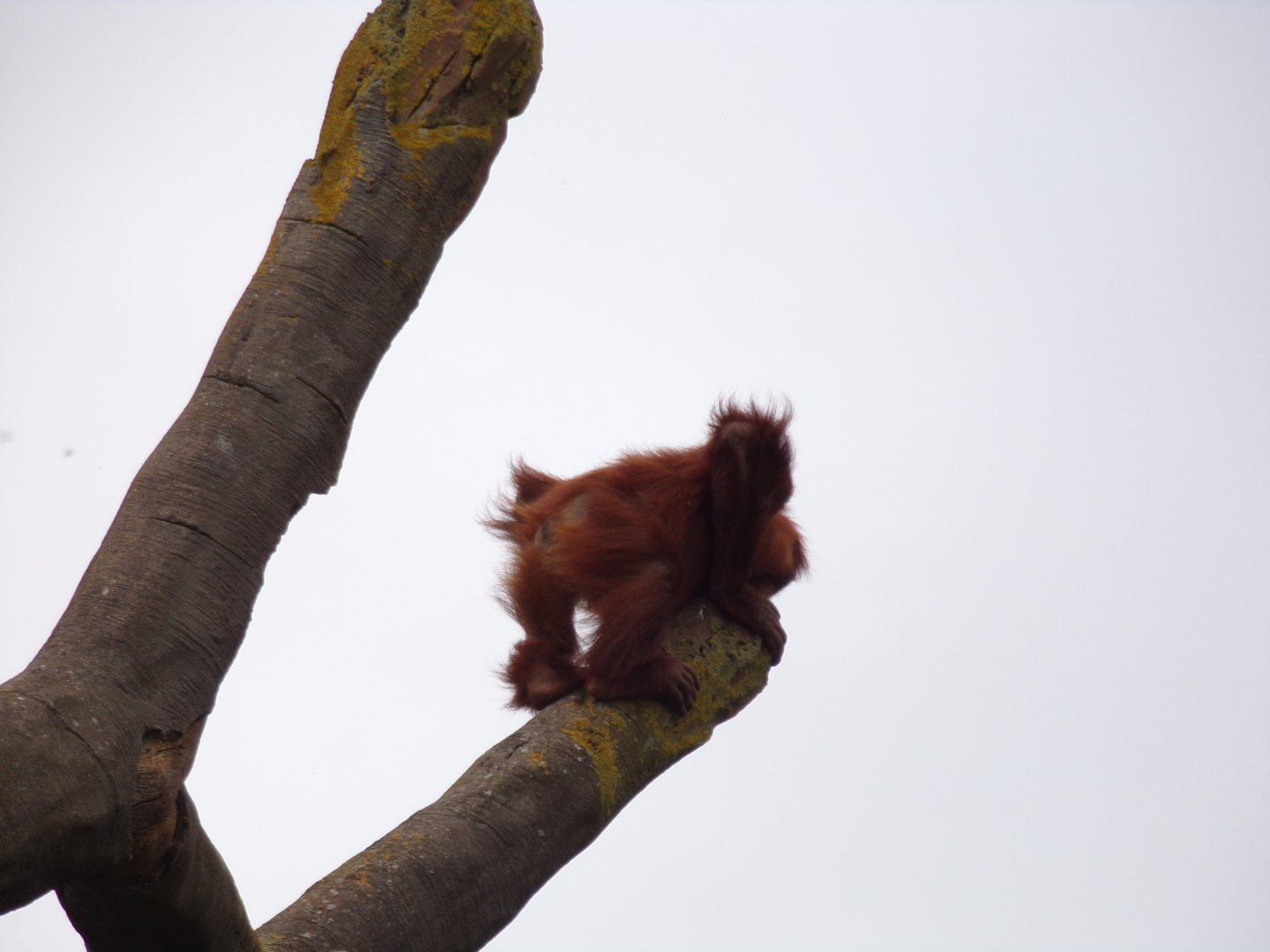 Sumatran orangutan youngster 29.6.24