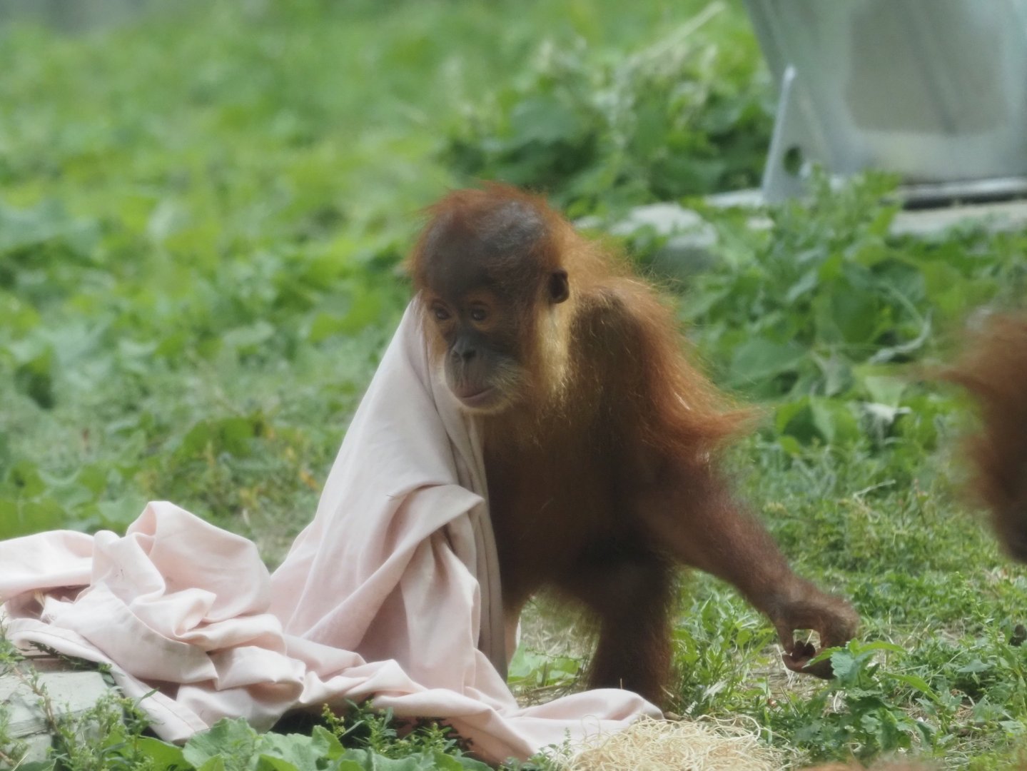 Sumatran Orangutan Youngster 3