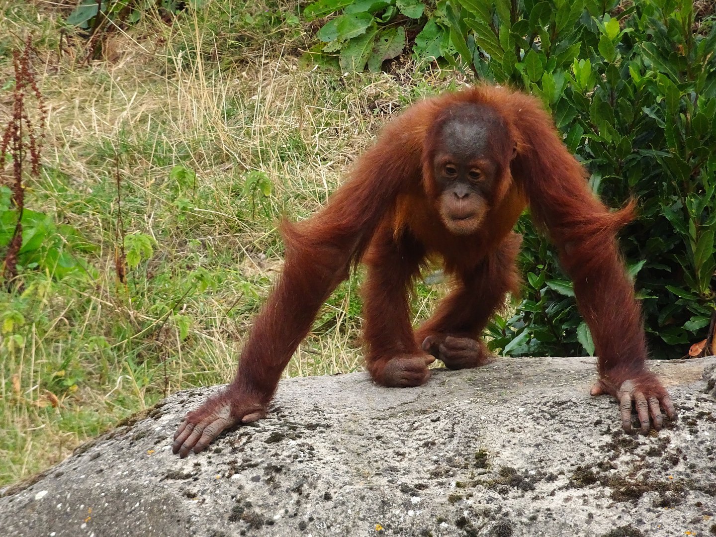Sumatran Orangutan youngster 6 September 2025