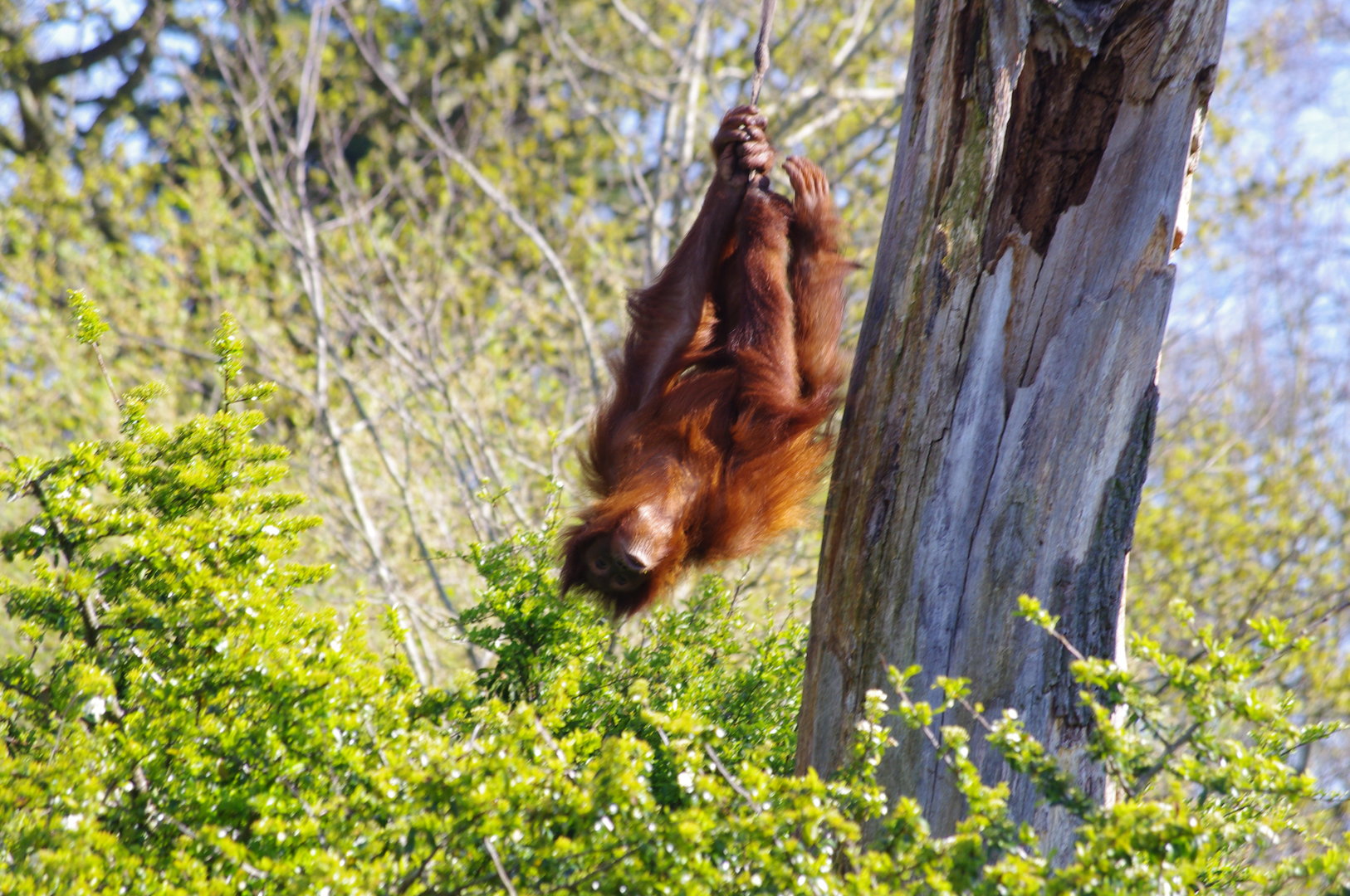 Sumatran Orangutan youngster- Islands- Chester Zoo 4/4/2023