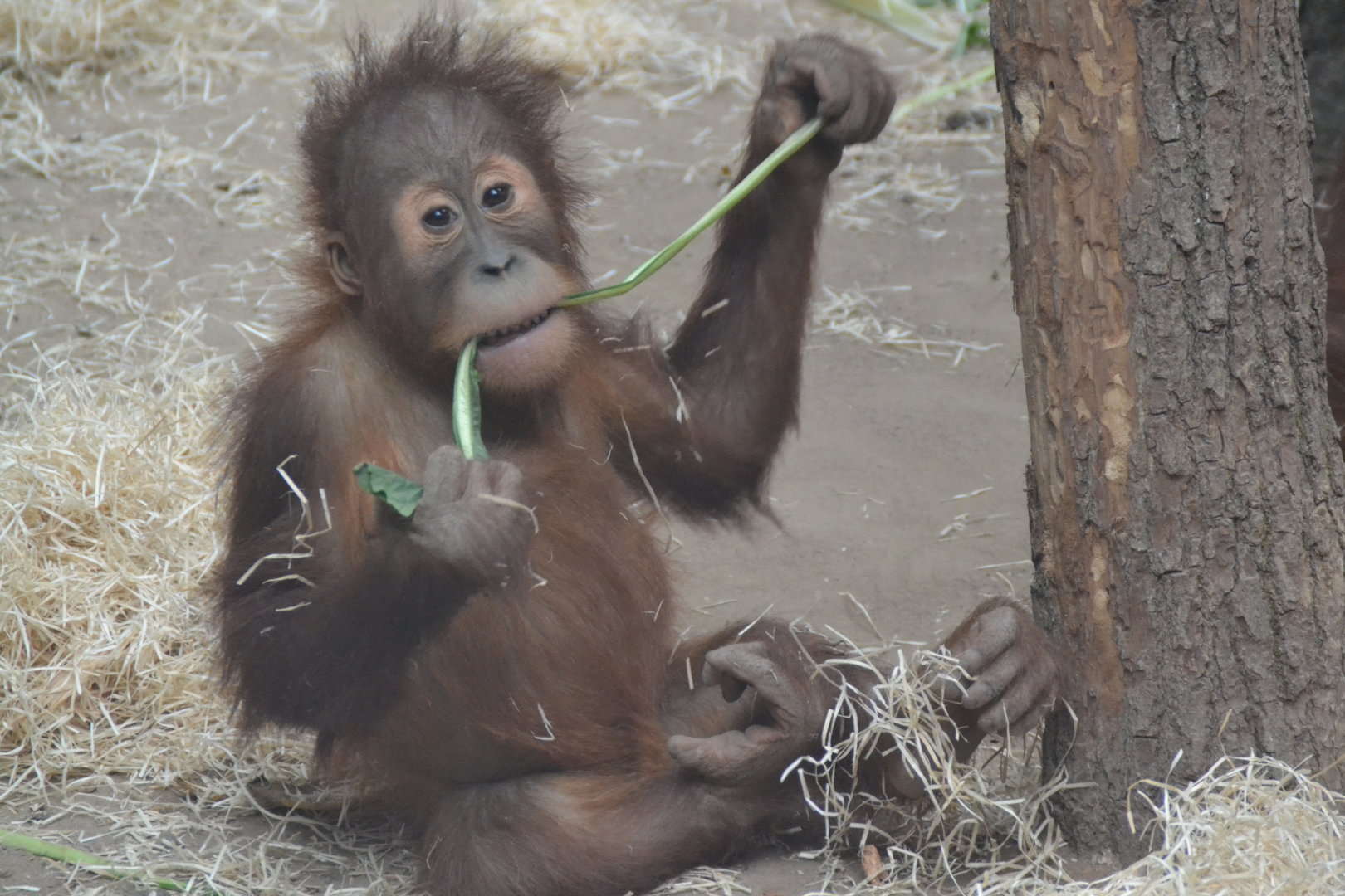 Sumatran orangutan youngster