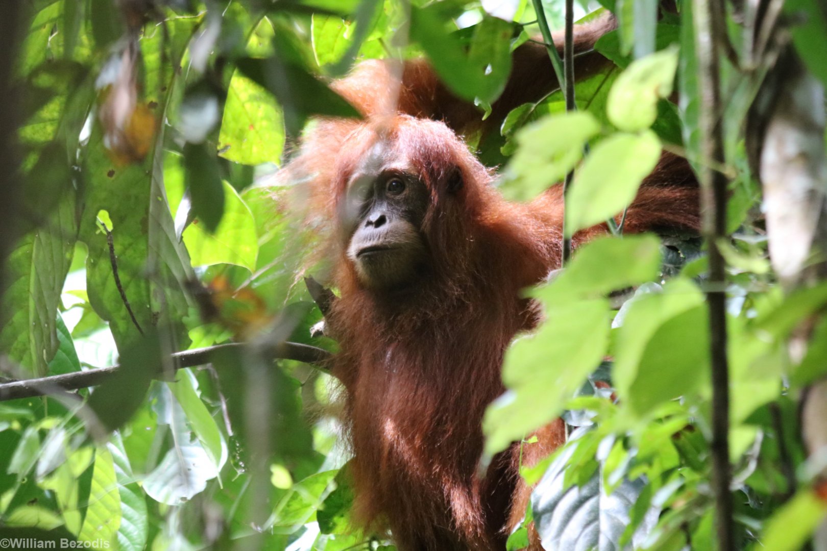 Sumatran Orangutan Youngster